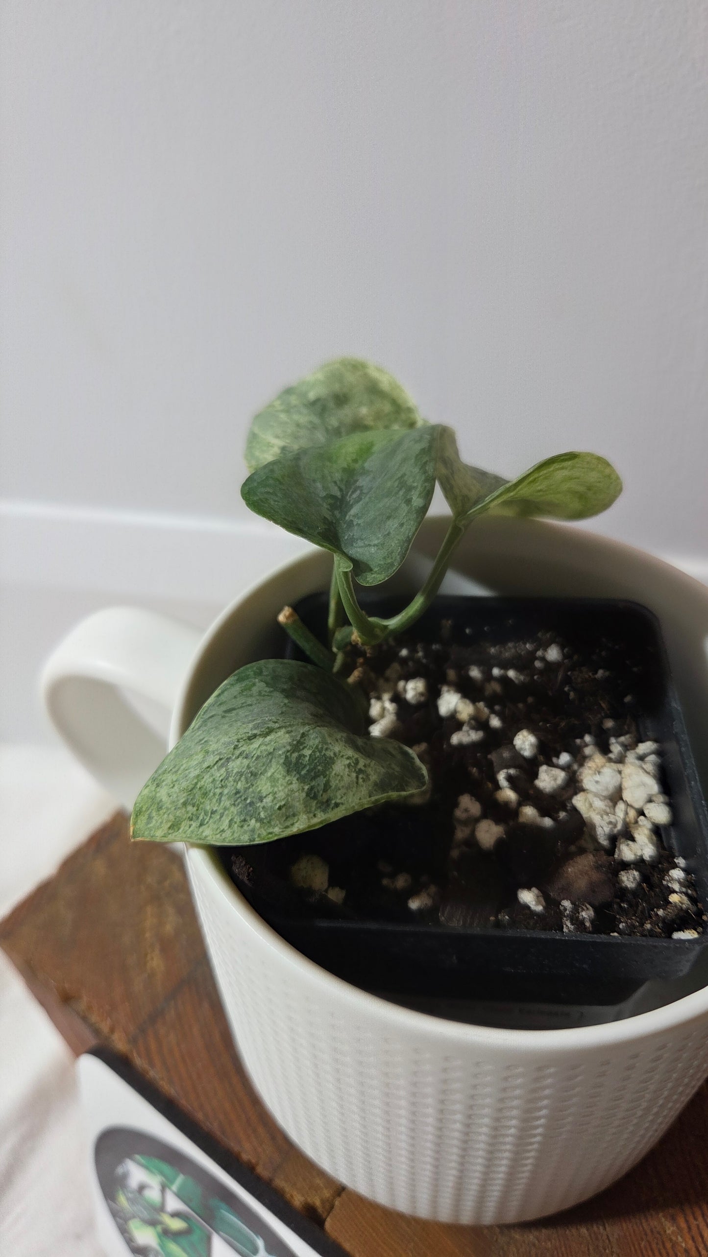 Scindapsus Silver Cloud variegata (SCI-1026)