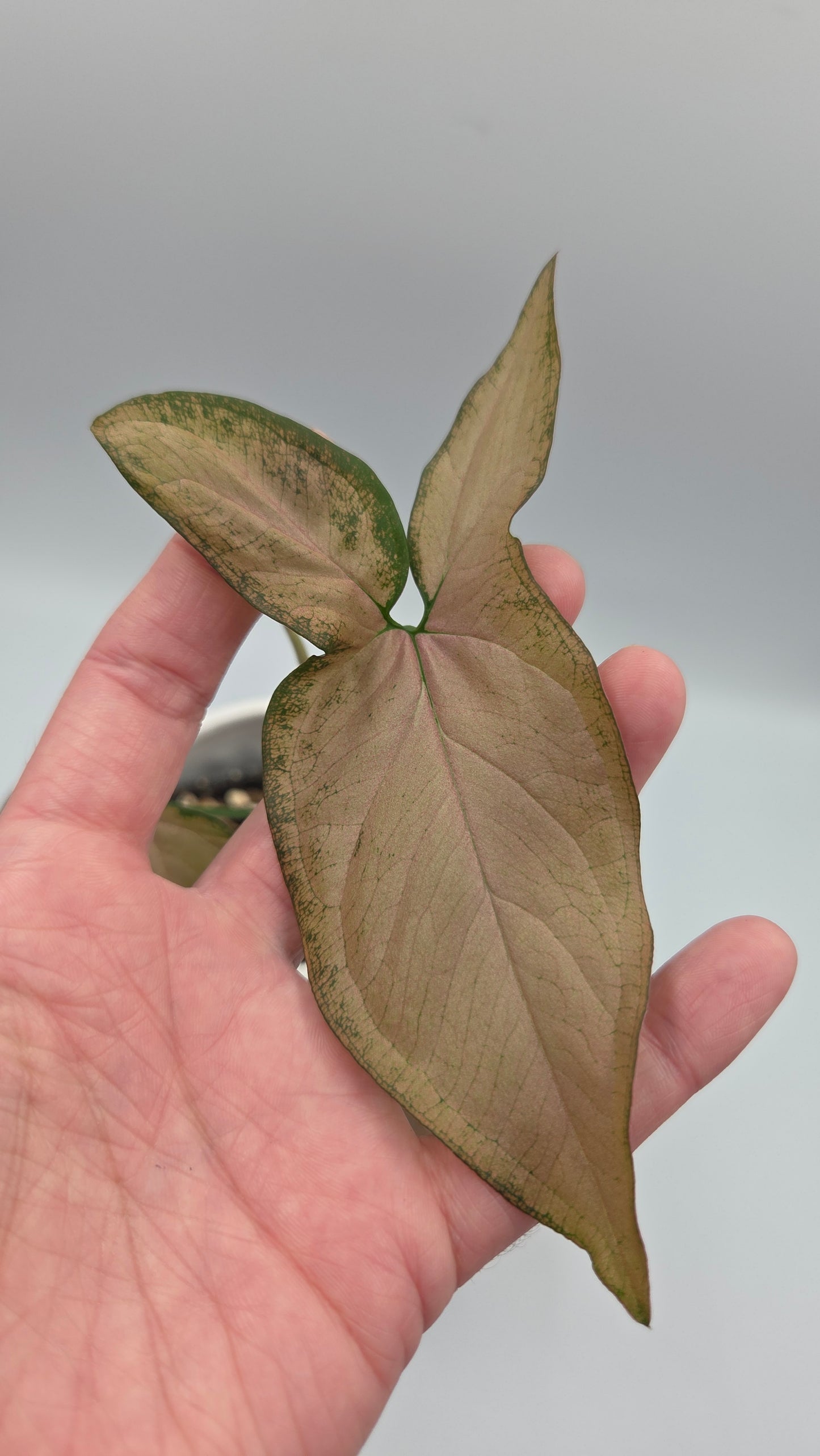 Syngonium Black Pink (SYN-525)