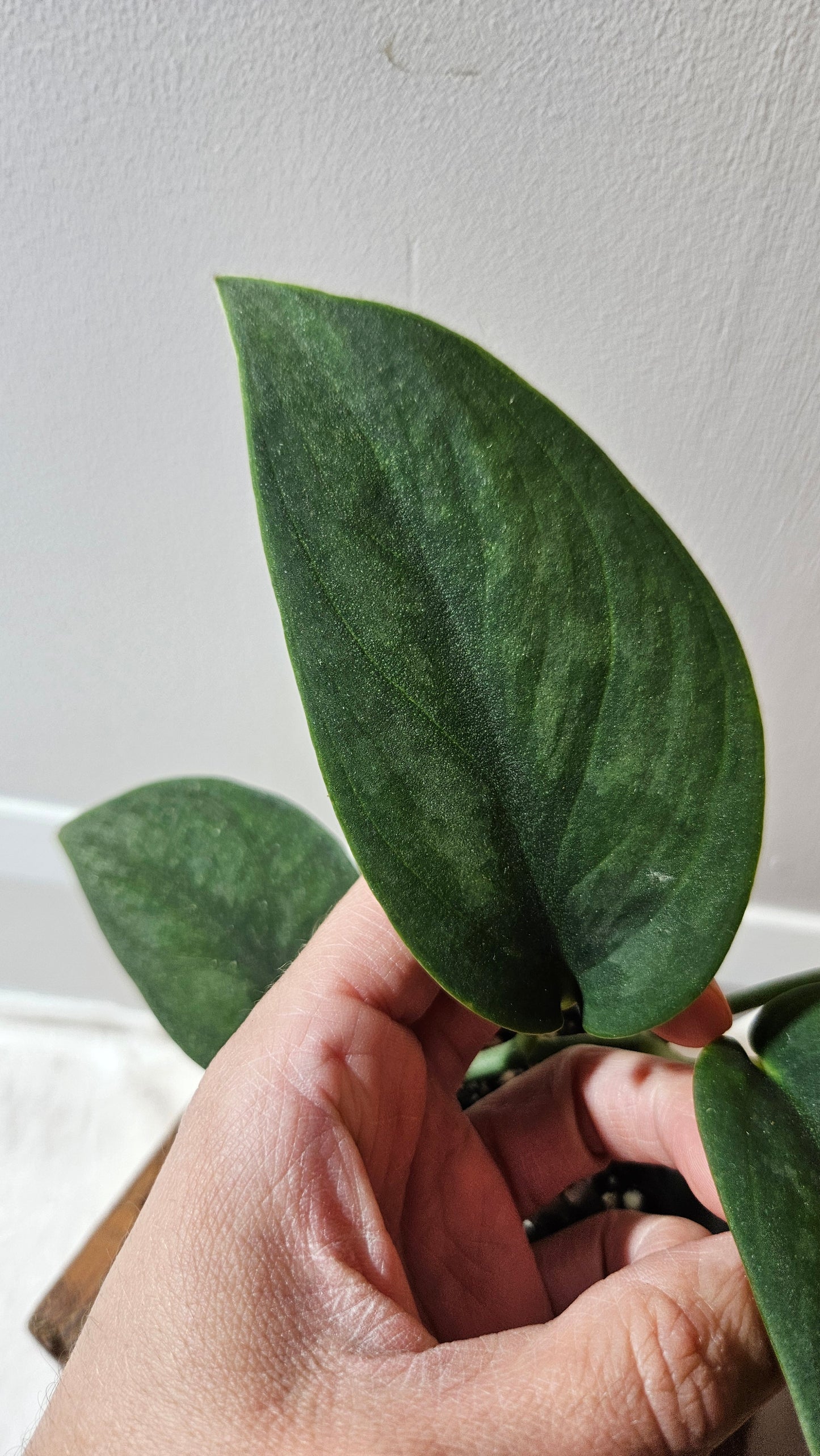 Scindapsus Blurik (SCI-1114)