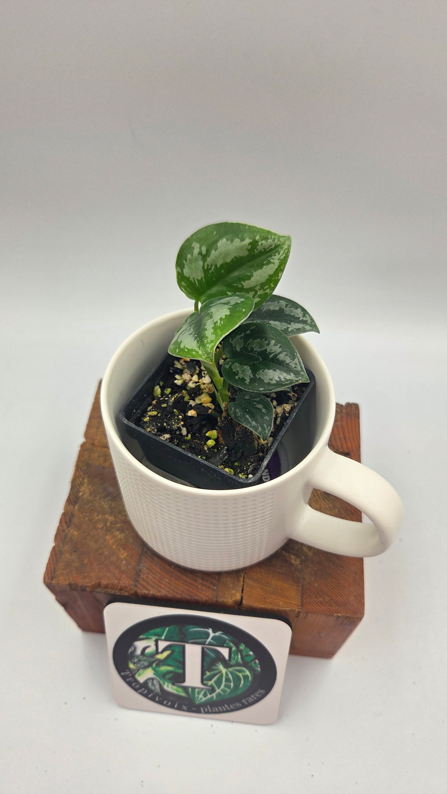 Scindapsus Dark Tricolore (SCI-1041)
