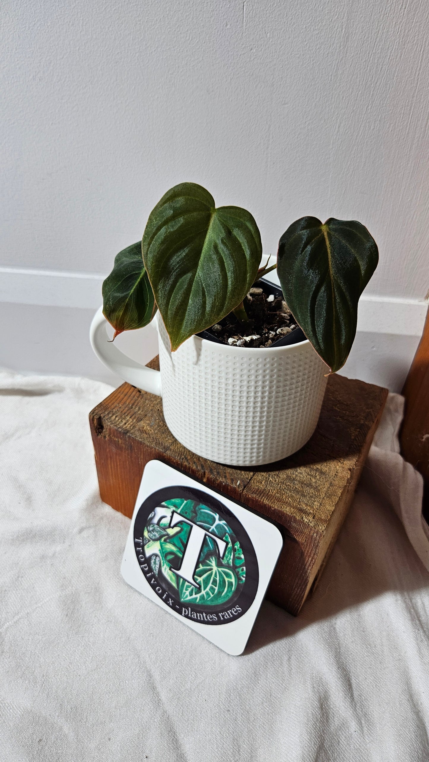 Philodendron Glorious (PHI-948)