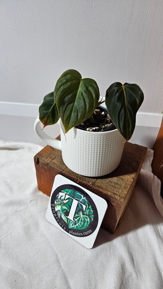 Philodendron Glorious (PHI-948)