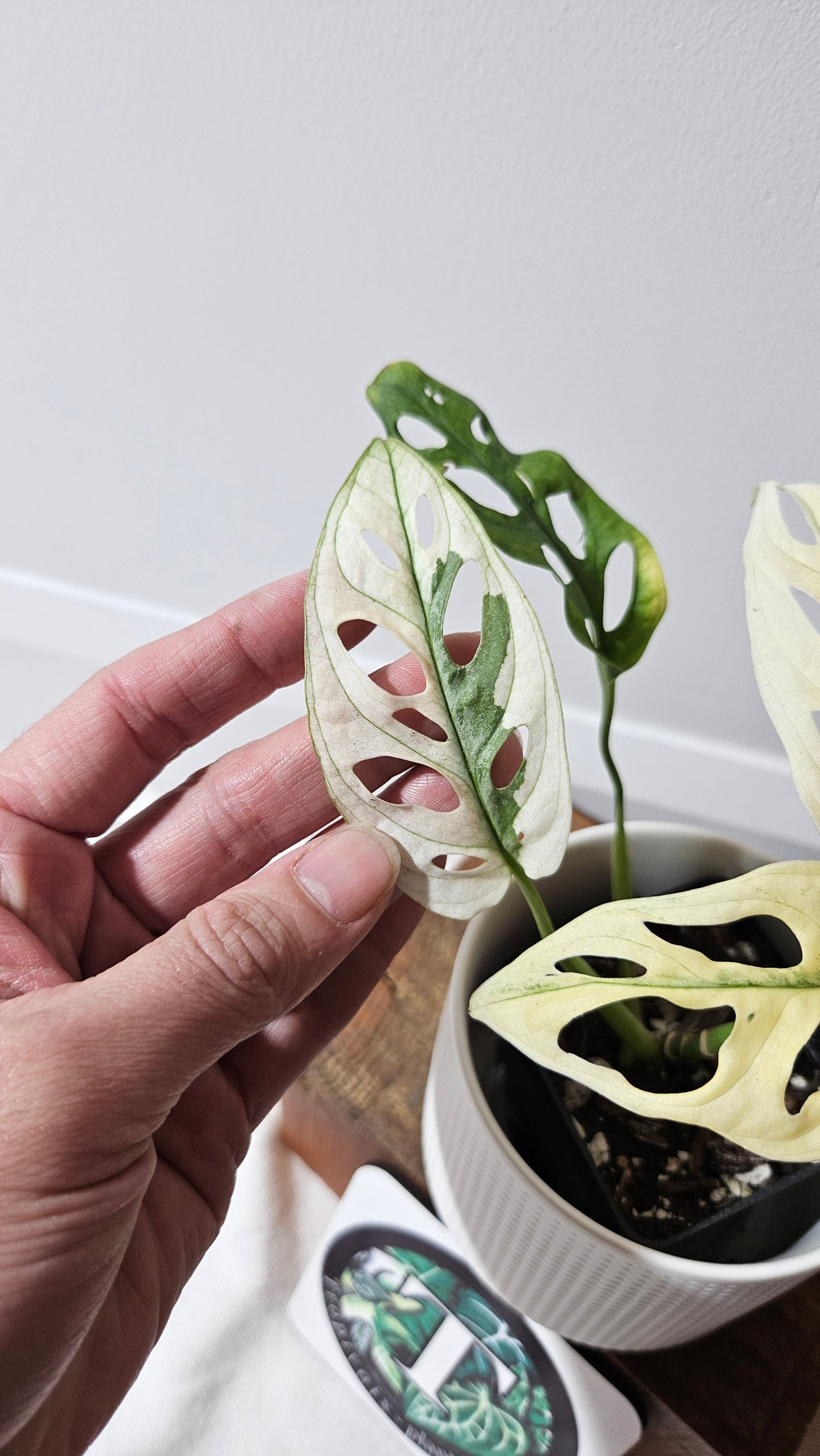 Monstera Andasonii Archipelago Ghost (MON-386)