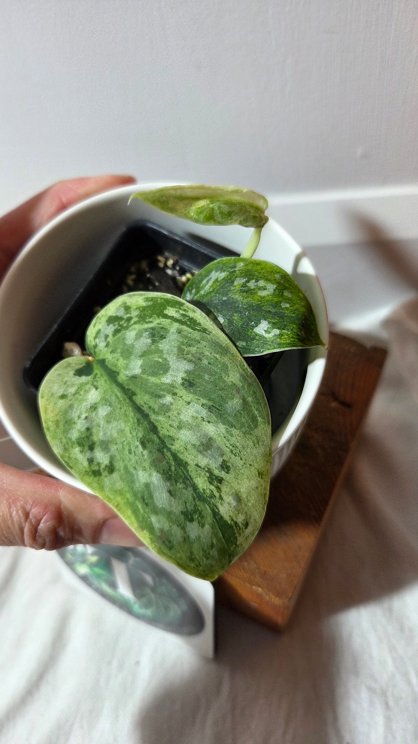 Scindapsus Peasun (SCI-1412)