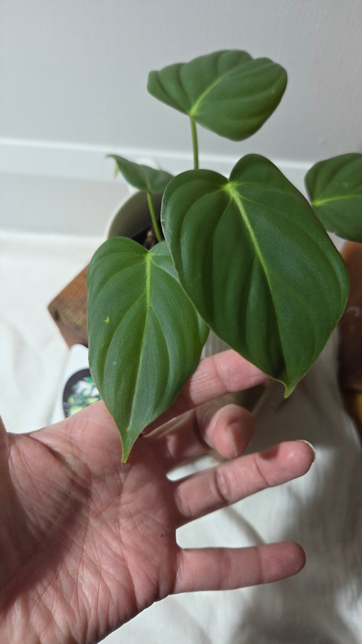 Philodendron Dean McDowell (PHI-1004)