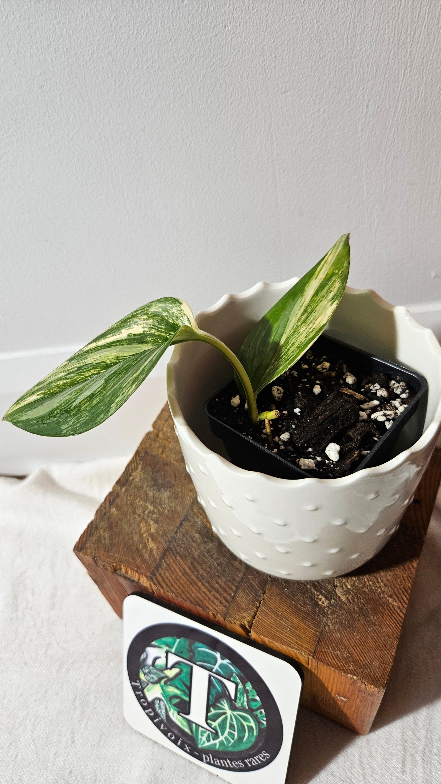 Scindapsus Rubicon (SCI-990)