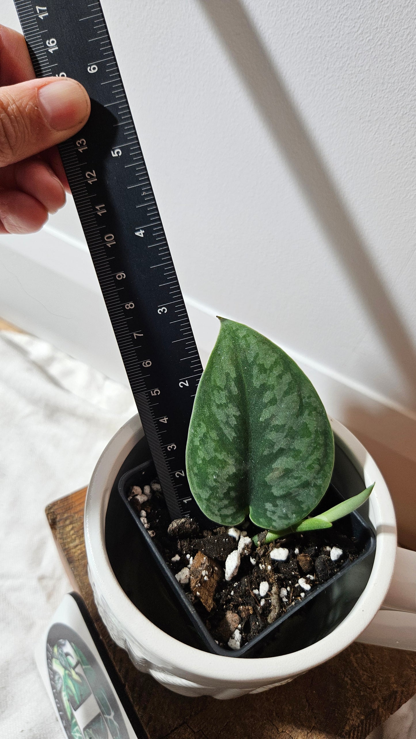 Scindapsus Venom (SCI-1302)