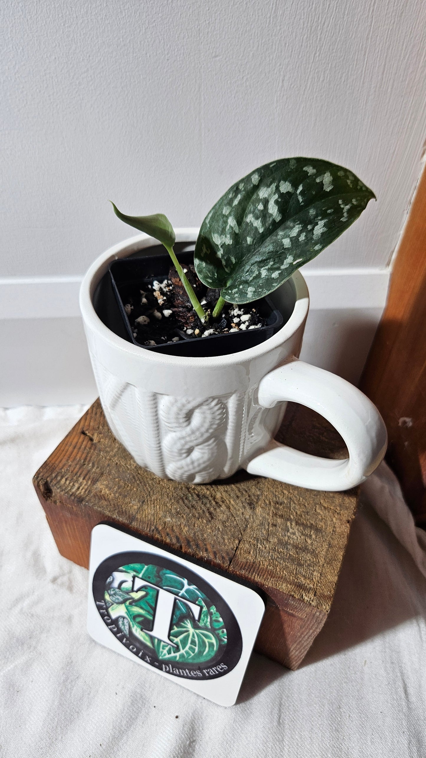 Scindapsus Exotica Batik (SCI-1286)