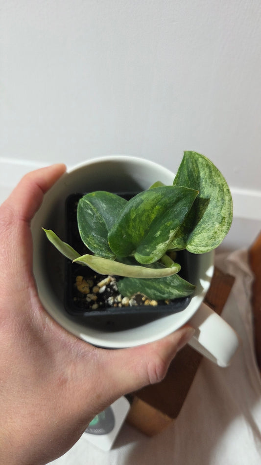 Scindapsus Silver Splash Tricolore (SCI-1418)