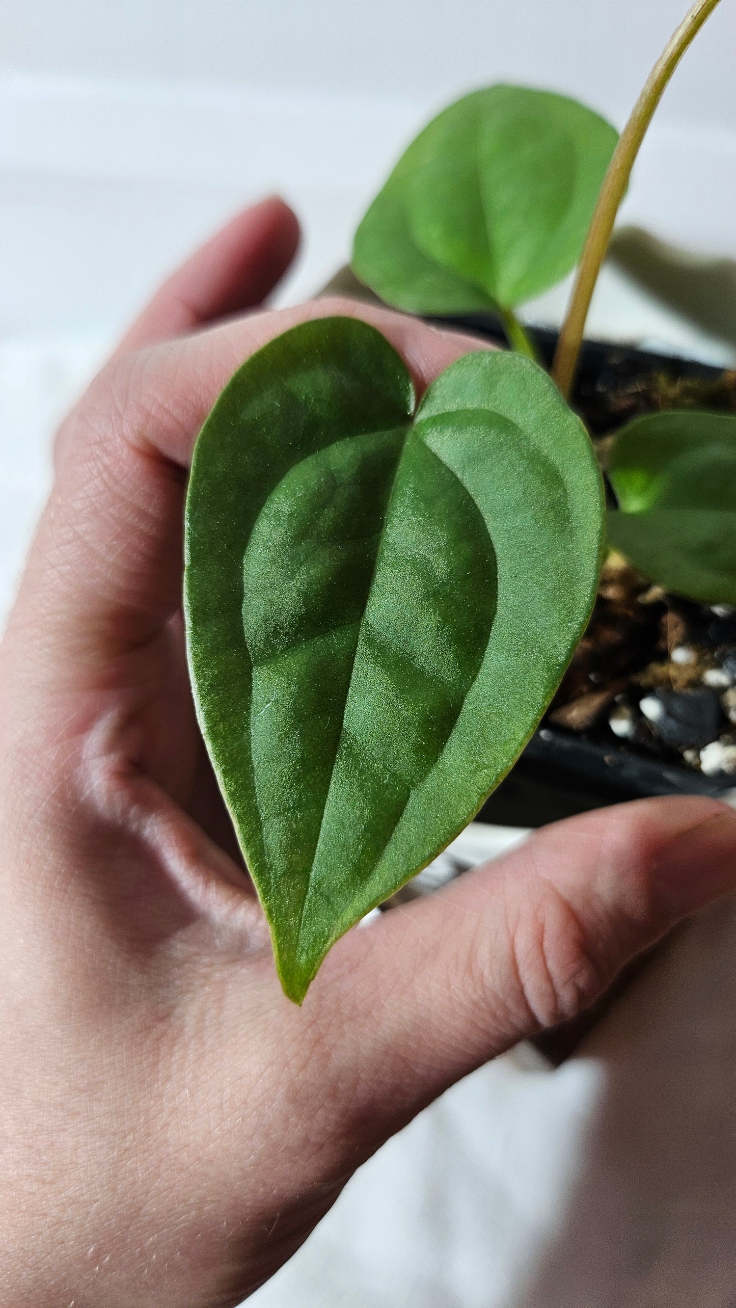 Anthurium Besseae X Luxurians "Format PETIT" (ANT-412)