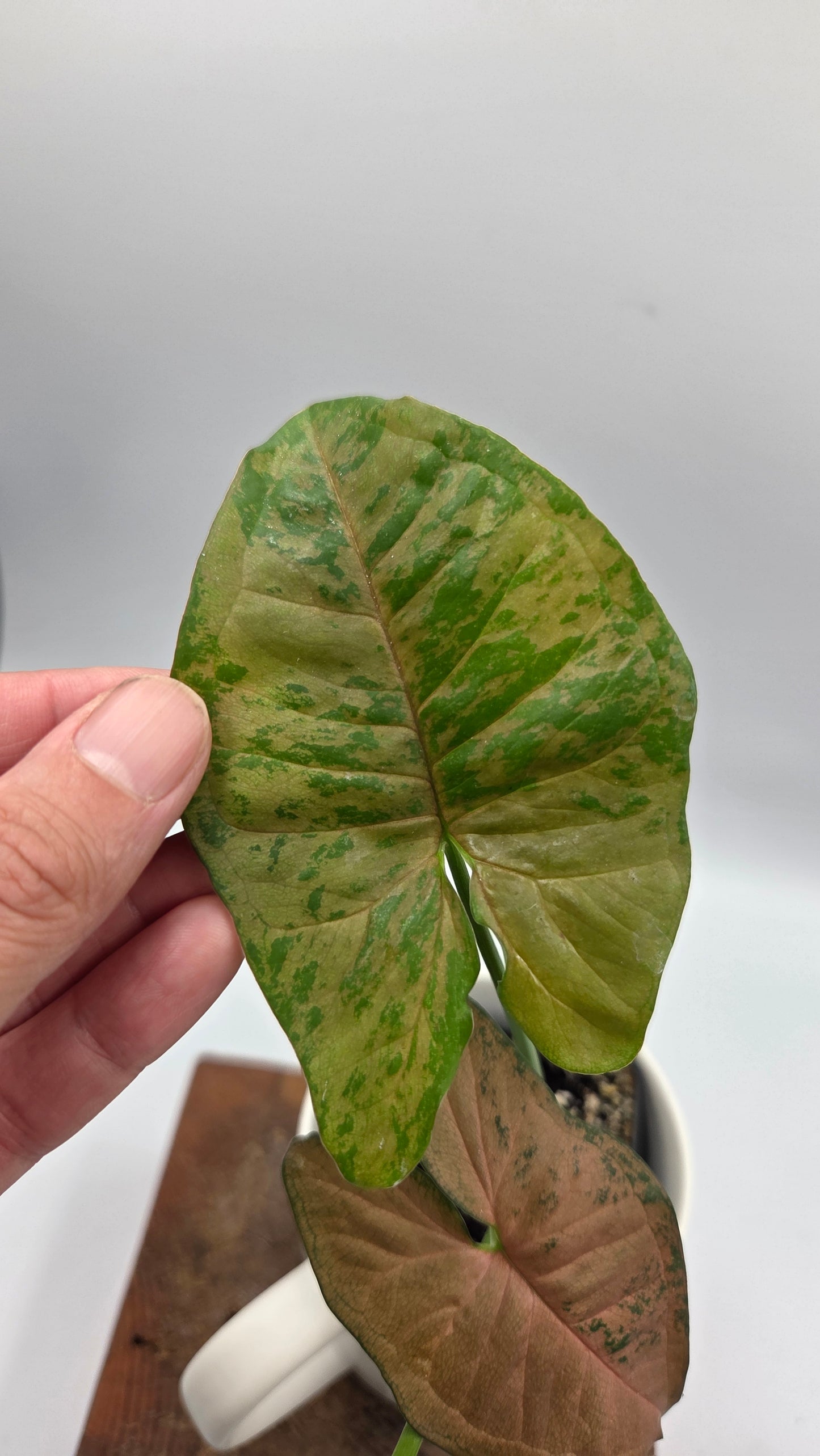 Syngonium Pink Flecked (SYN-518)