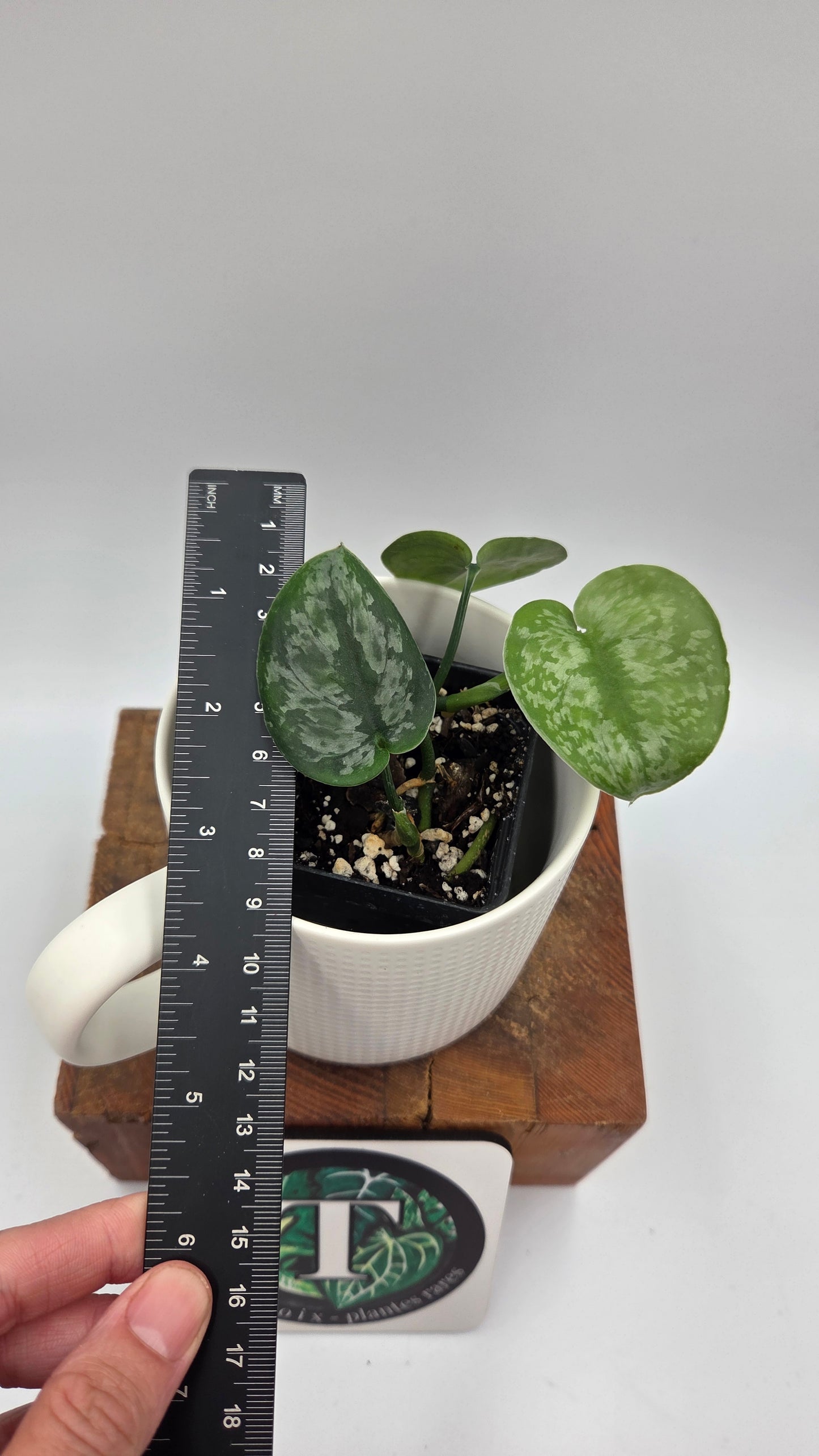 Scindapsus Dark Princess Tricolore (SCI-1109)