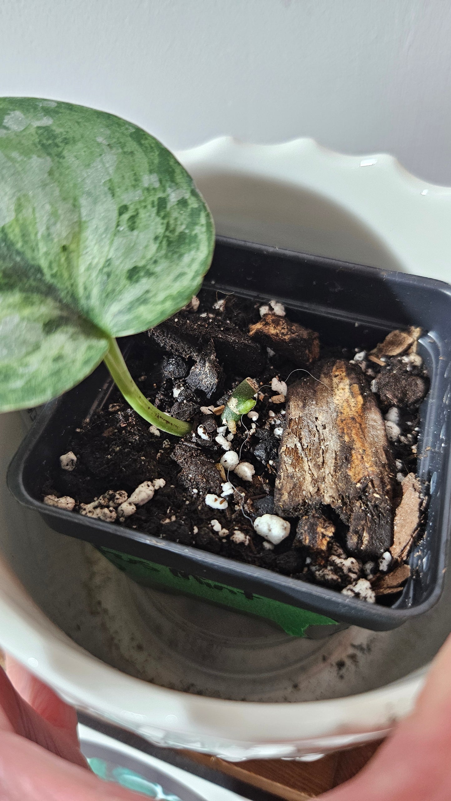 Scindapsus Exotica Pictus mint (SCI-972)