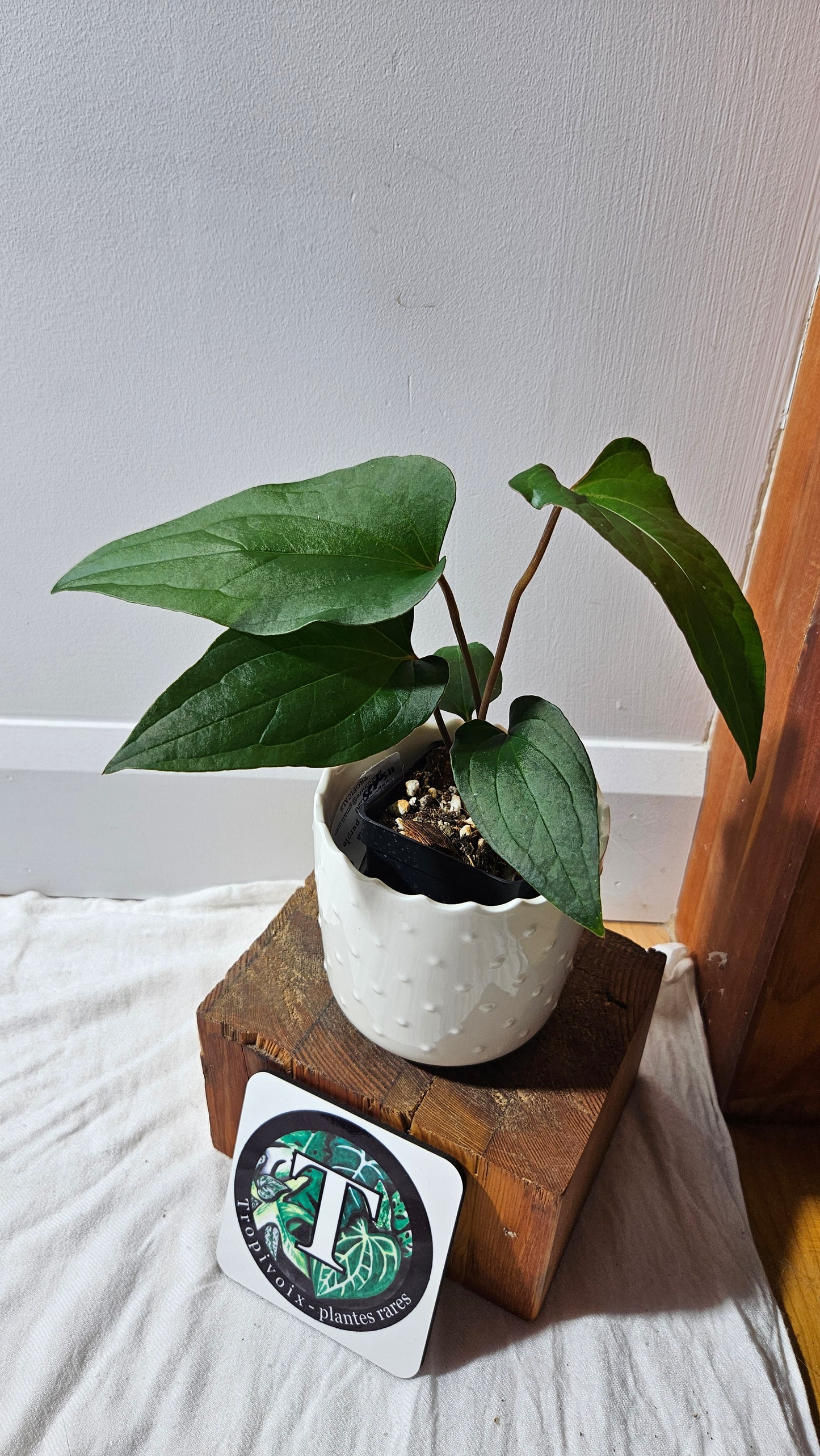 Anthurium Sagittatum Purple "format MOYEN"(ANT-616)