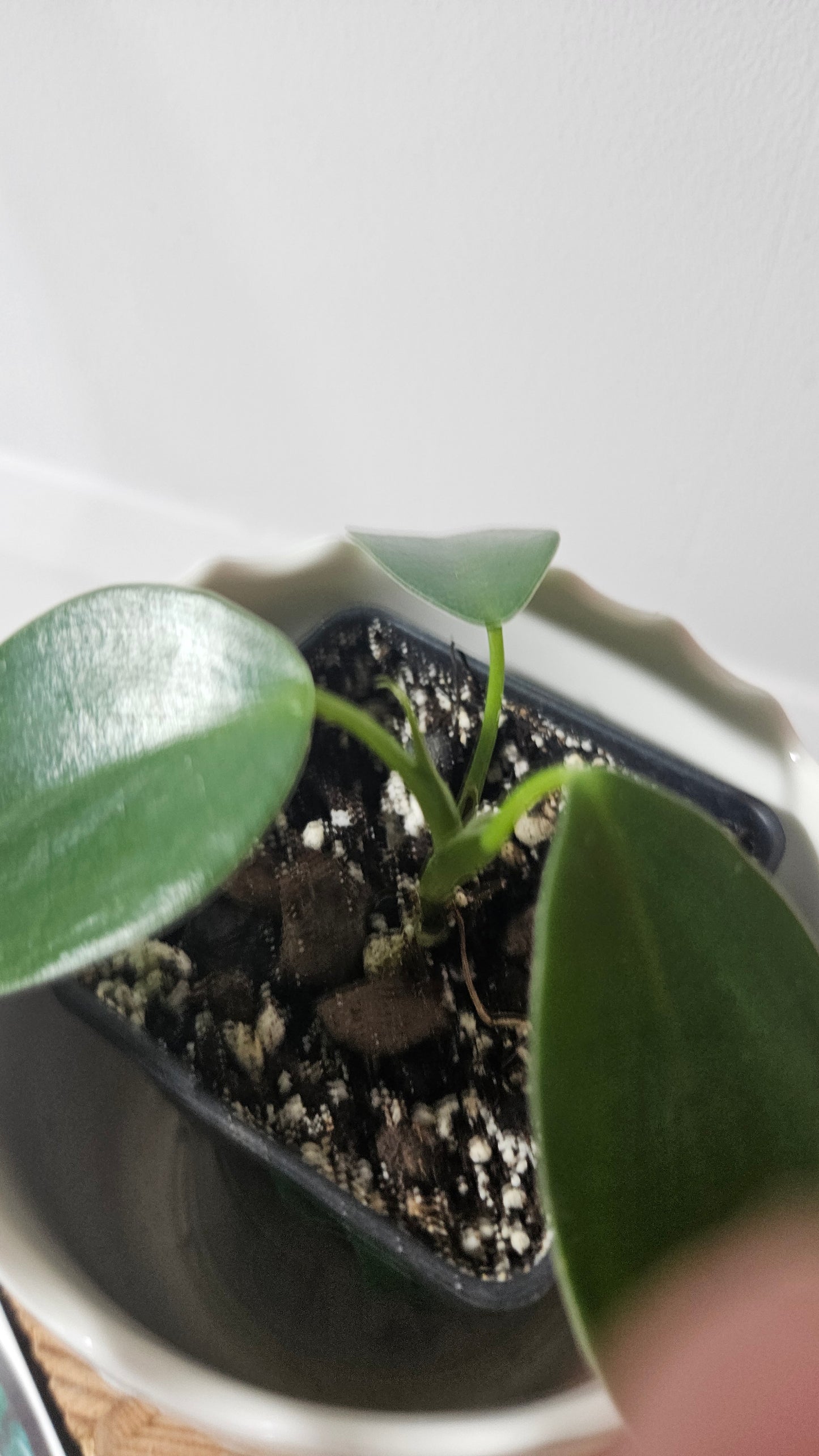 Philodendron Microstictum (PHI-658)