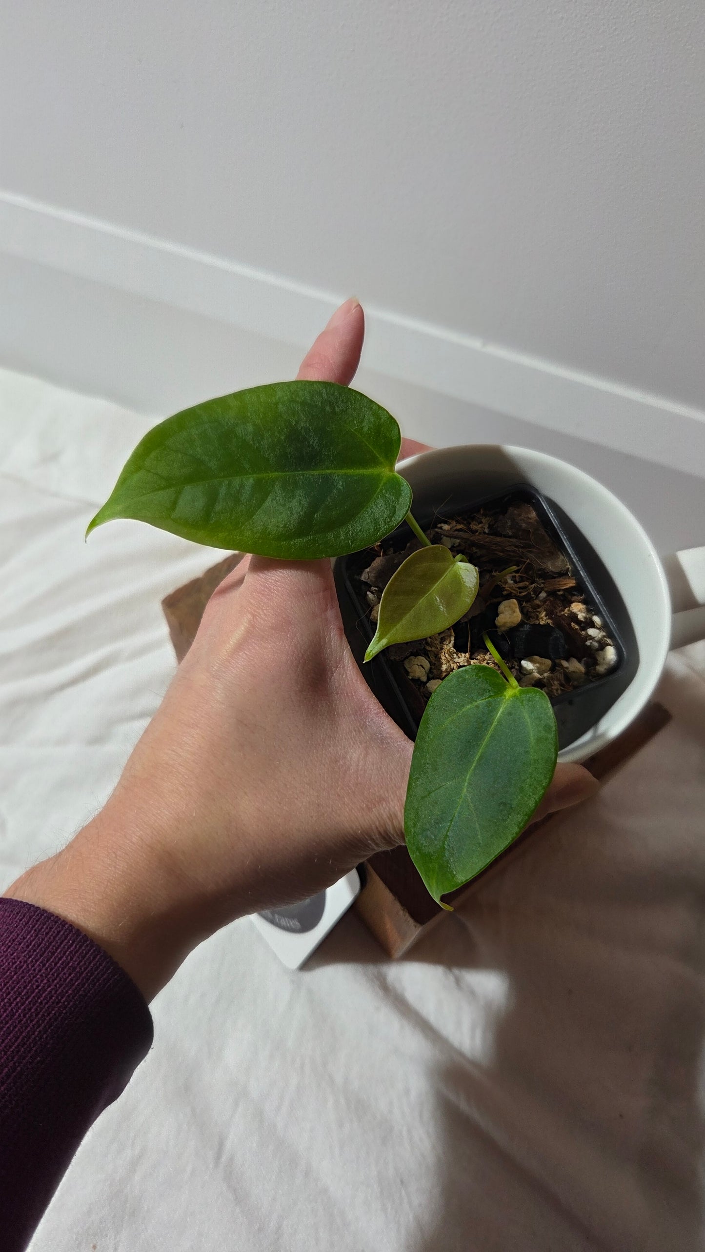 Anthurium Silver Blush X Subsignatum "format PETIT" (ANT-653)