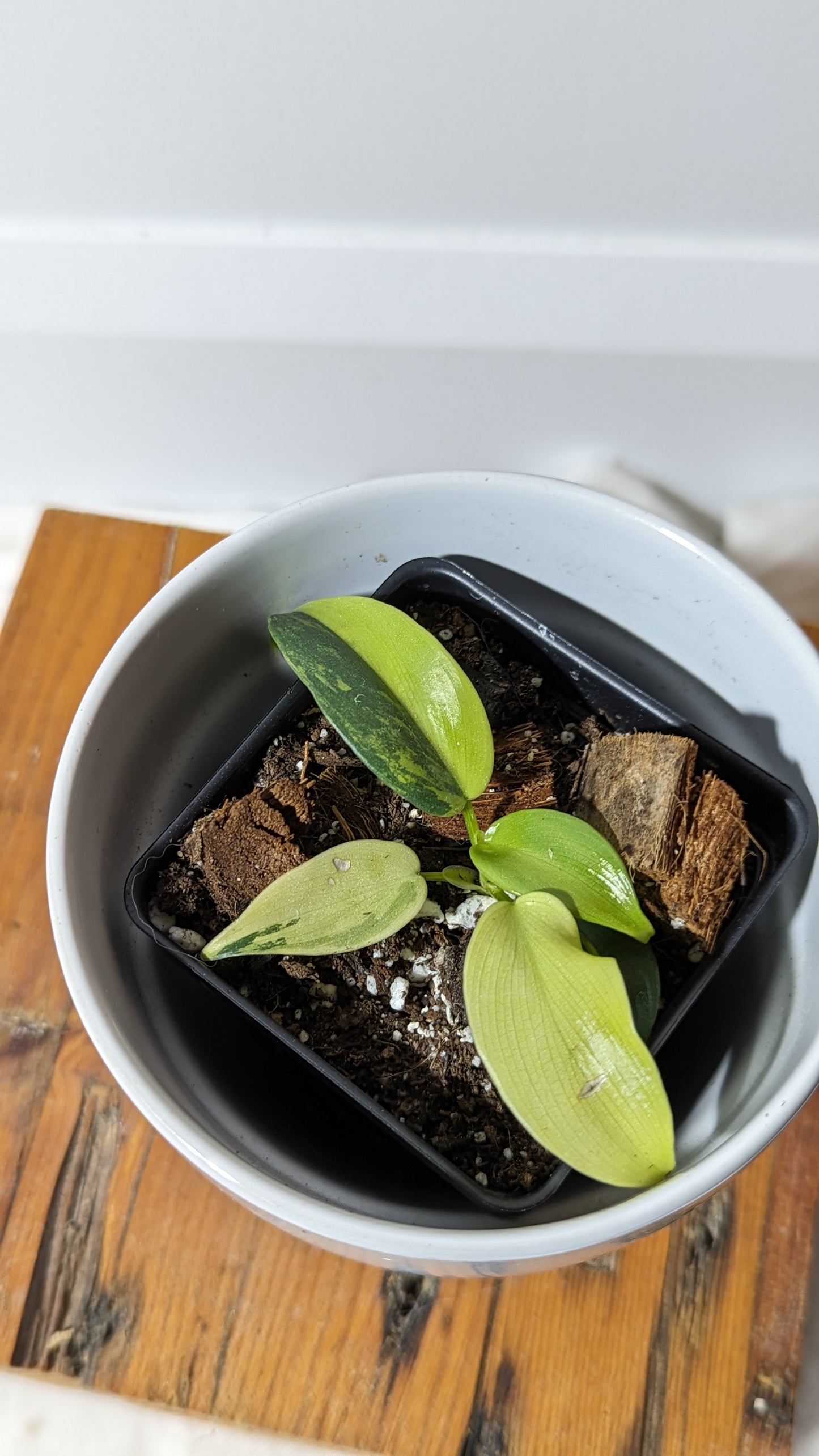 Philodendron Violin Variegata (PHI-351)