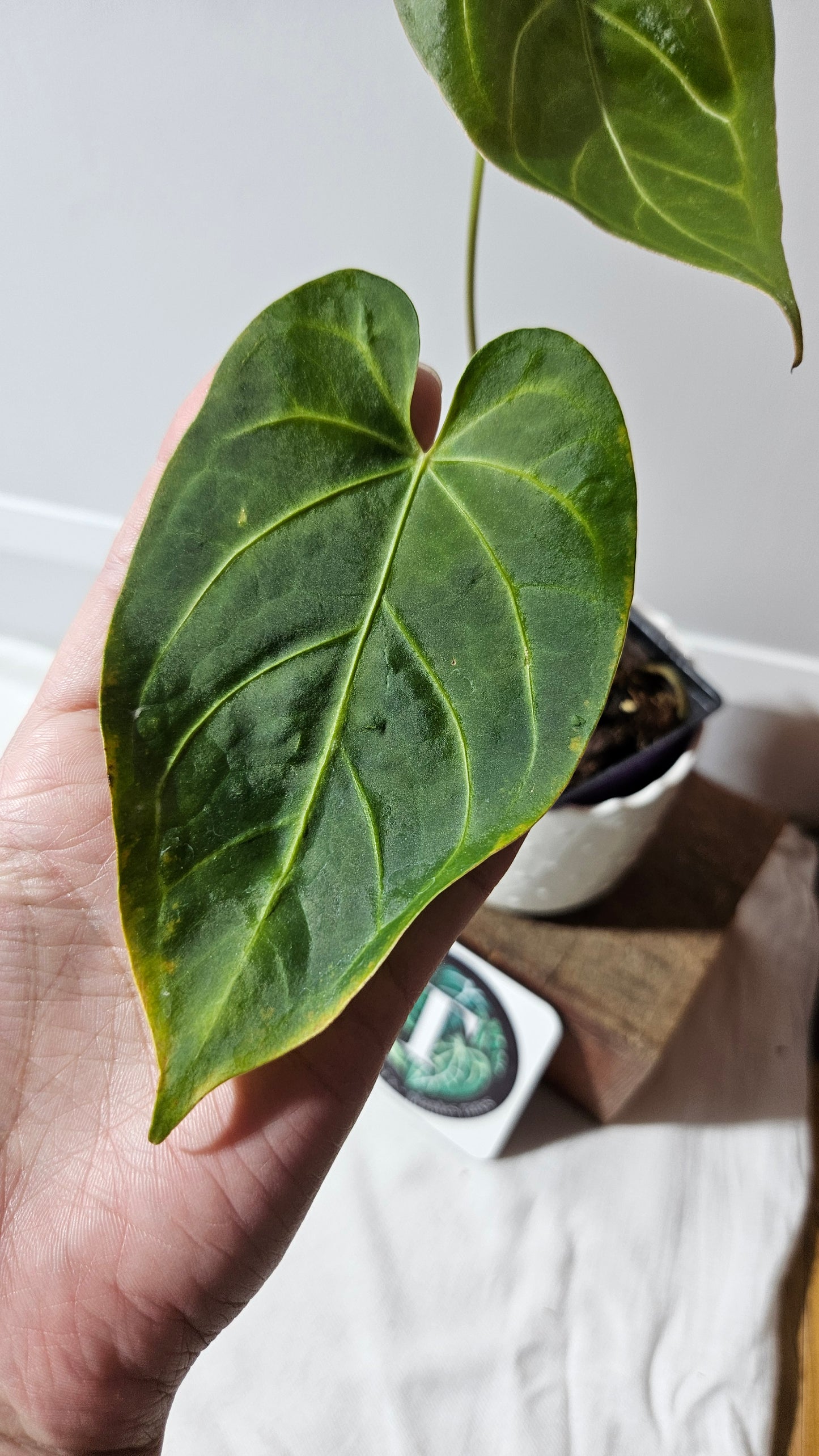 Anthurium Magnificum X AOS Ecuador "MEDIUM format" (ANT-222)