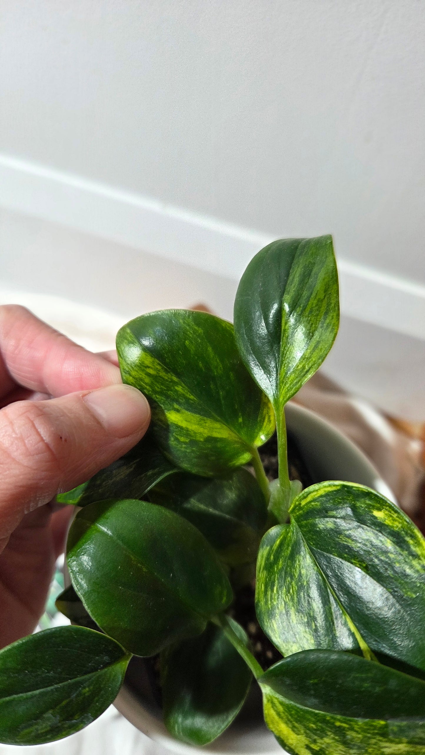 Monstera Standleyana Aurea (MON-486)