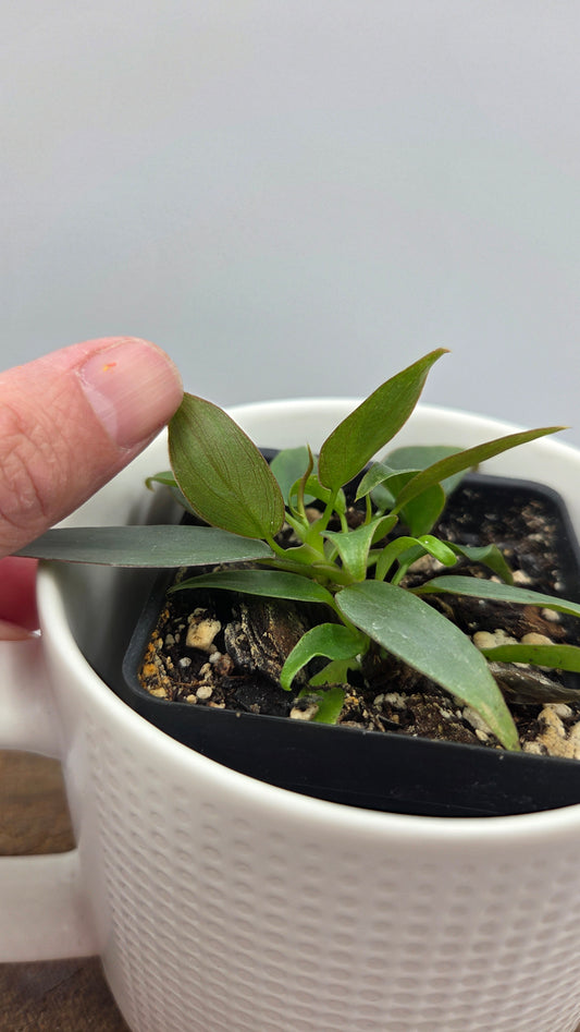 Philodendron Atabenpoense (PHI-050)