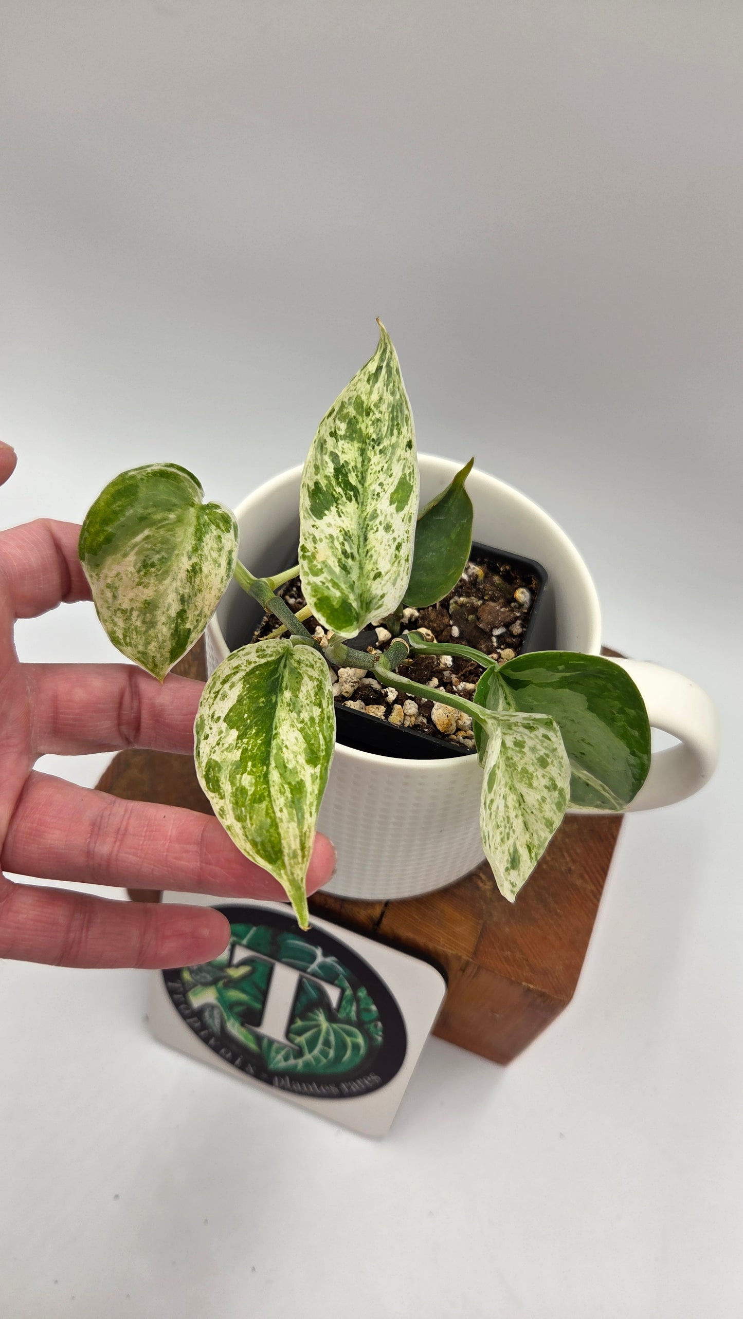 Scindapsus Silver Splash Dark Variegata (SCI-841)
