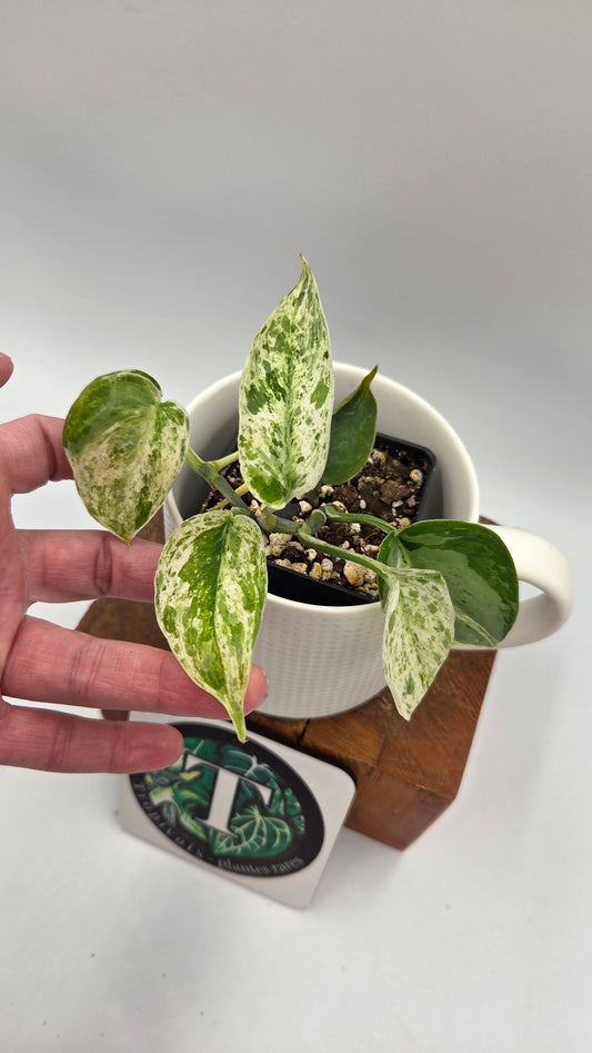Scindapsus Silver Splash Dark Variegata (SCI-841)