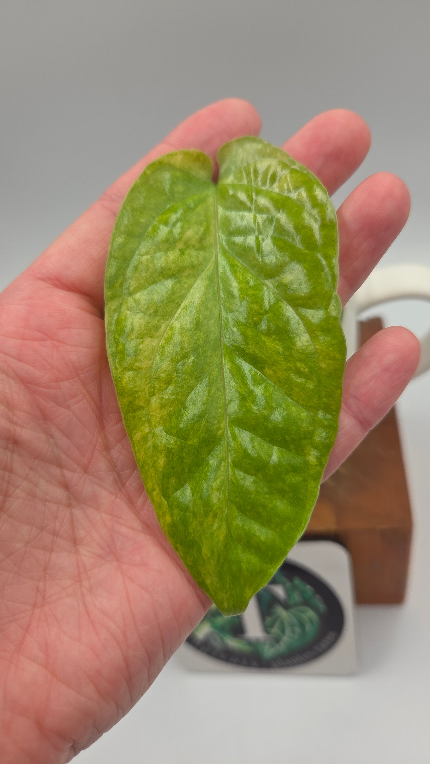 Amydrium Medium Mint (AMY-035)