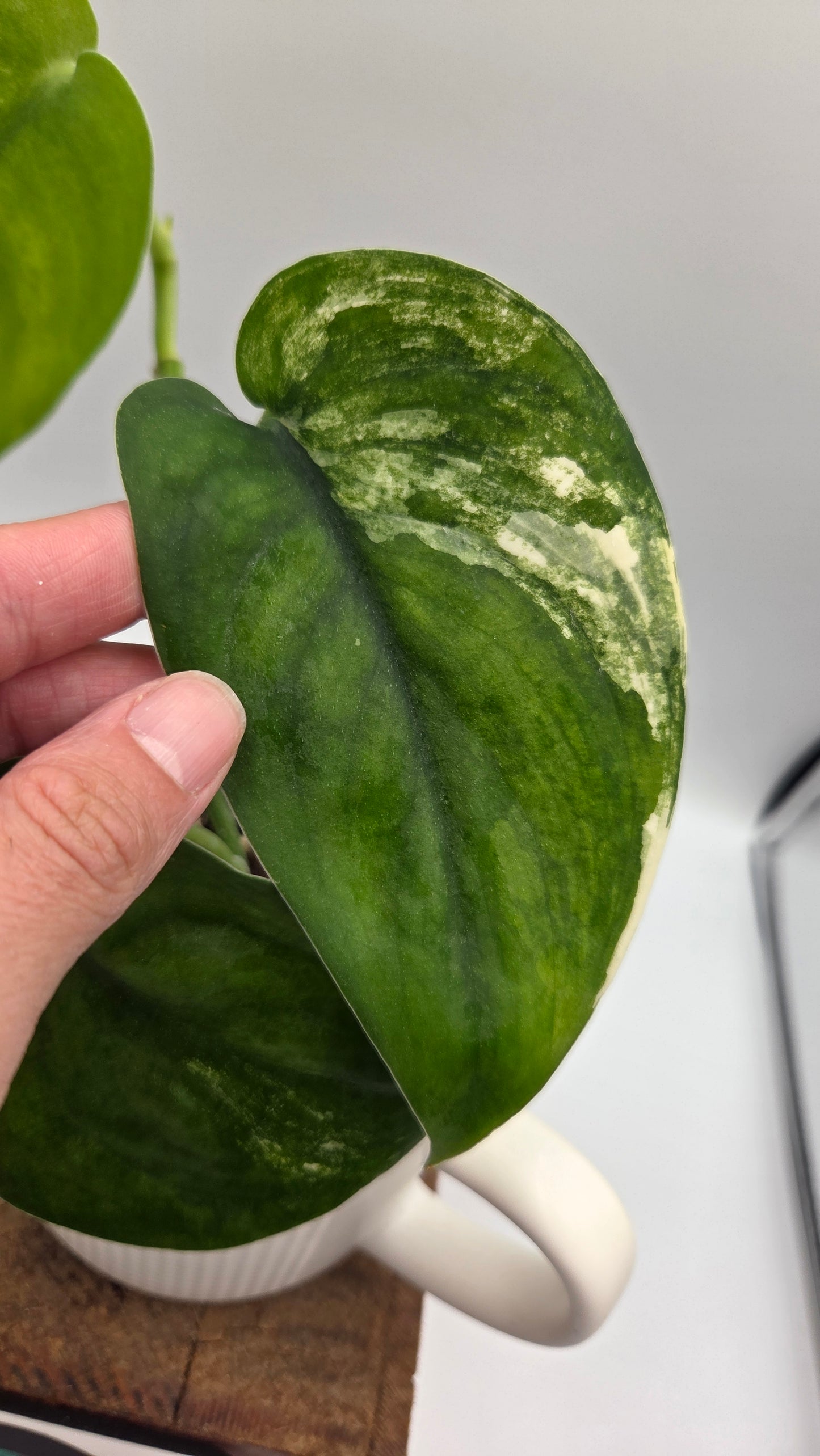 Scindapsus Jade Satin Albo (SCI-1045)