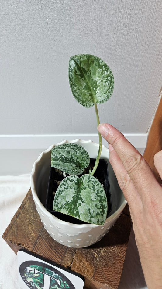 Scindapsus Tricolore silver Platinum (SCI-1322)