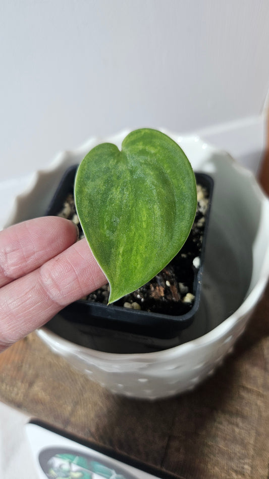 Scindapsus Green Emerald (SCI-945)