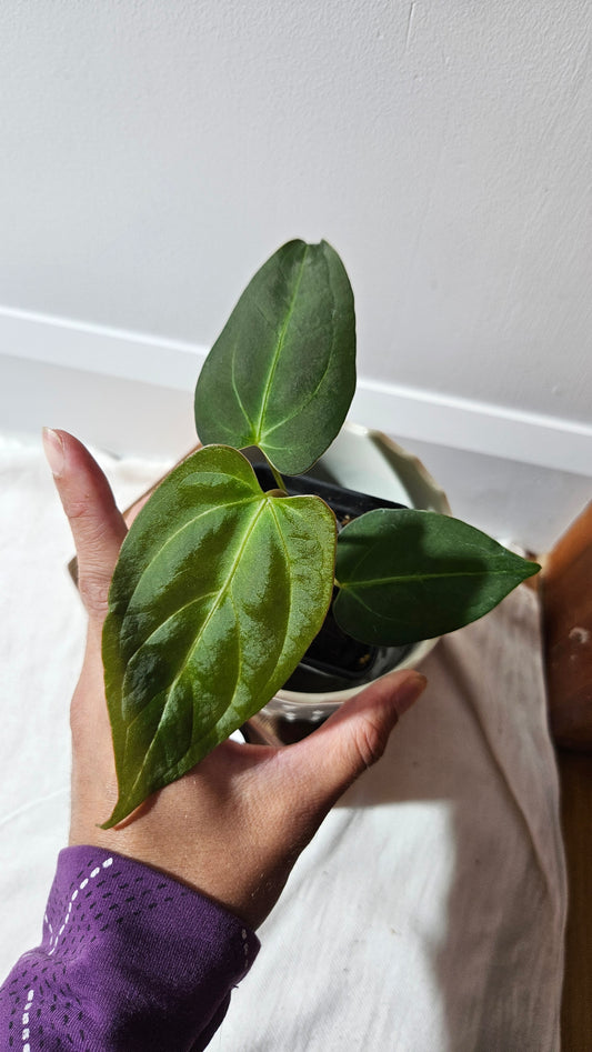 Anthurium Dressleri × Blue Papi "MEDIUM size" (ANT-106)
