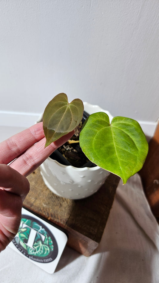 Anthurium Dressleri "format PETIT" (ANT-461)