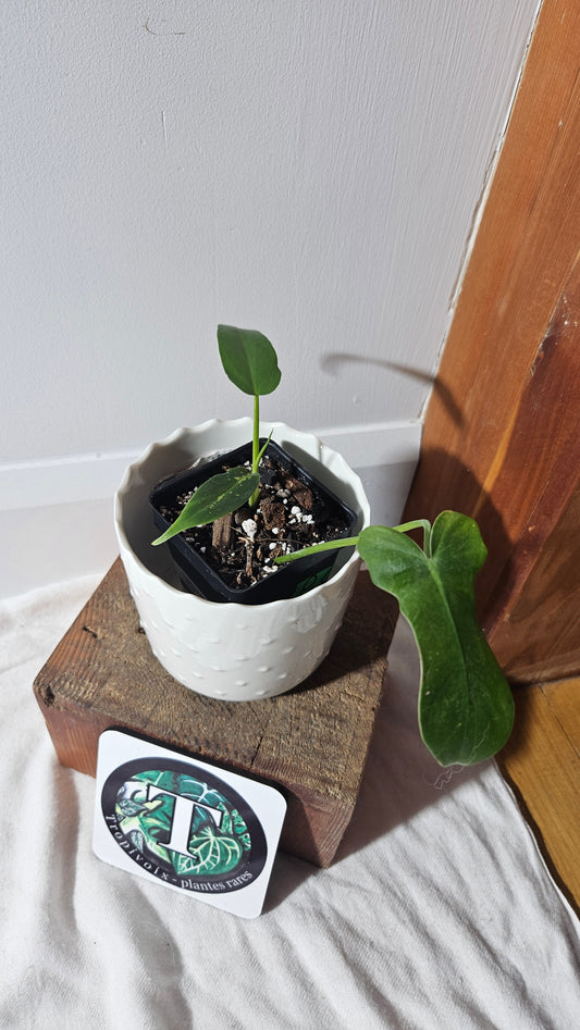 Philodendron Golden Dragon (PHI-766)