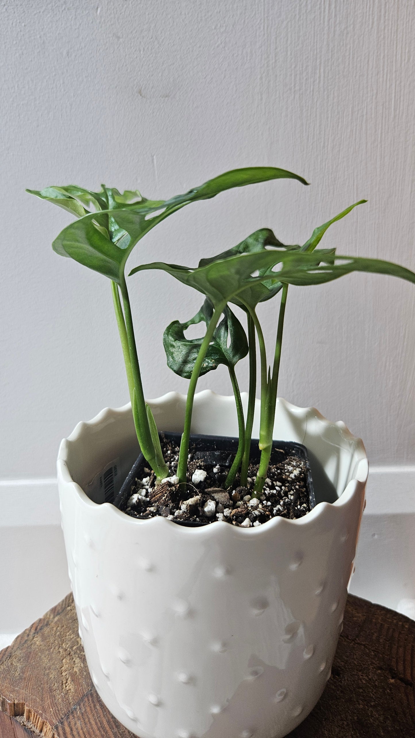 Monstera Obliqua Aff Patchicutza (MON-431)