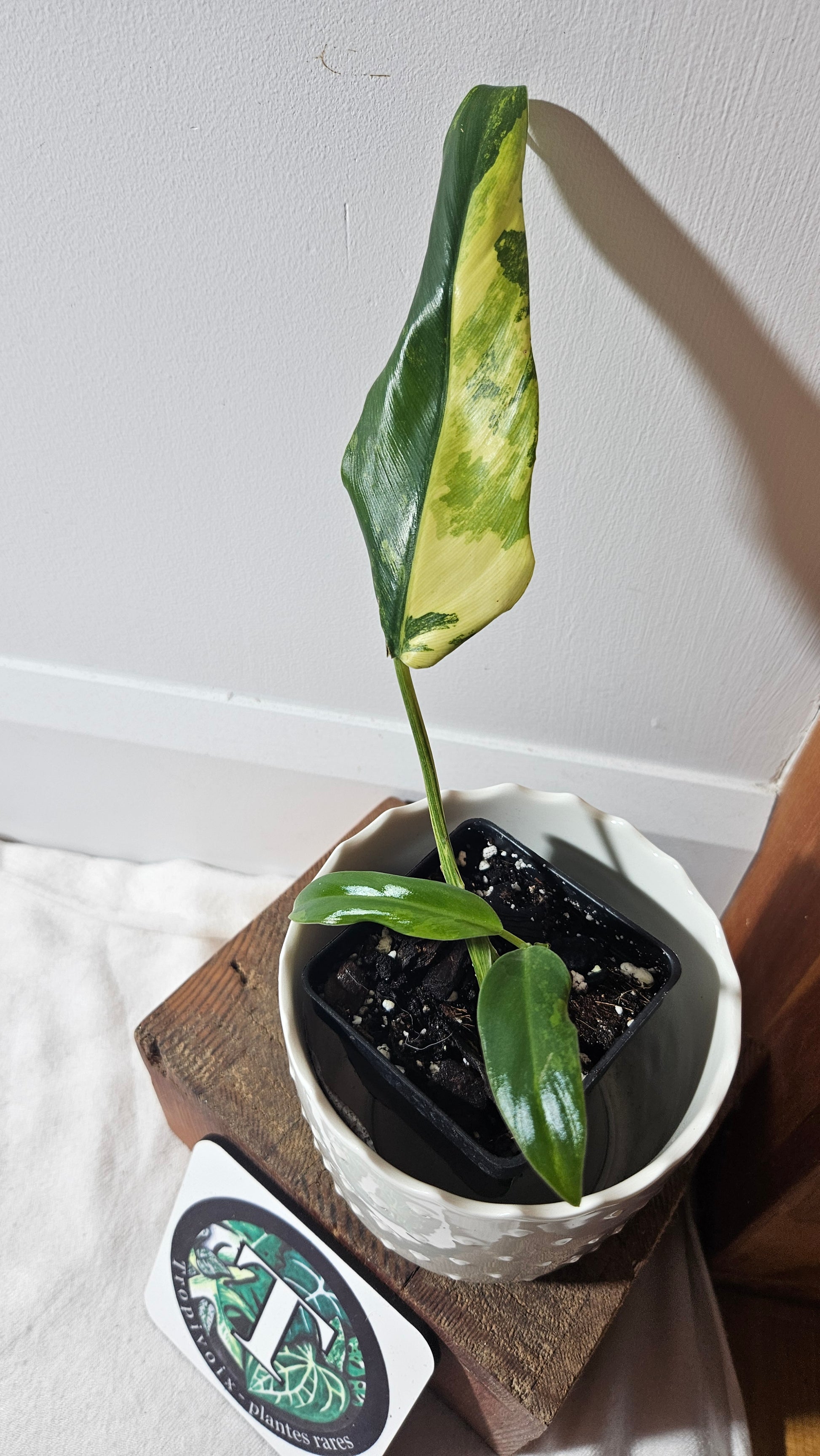 philodendron gris Philodendron Domesticum Variegata (PHI-775) – Tropivoix
