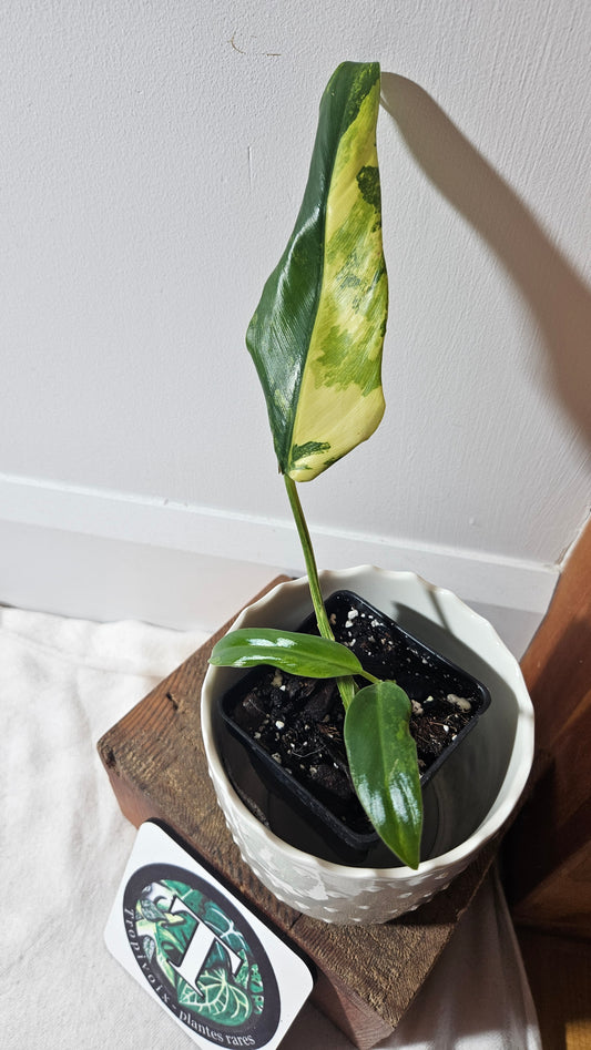 Philodendron Domesticum Variegata (PHI-775)