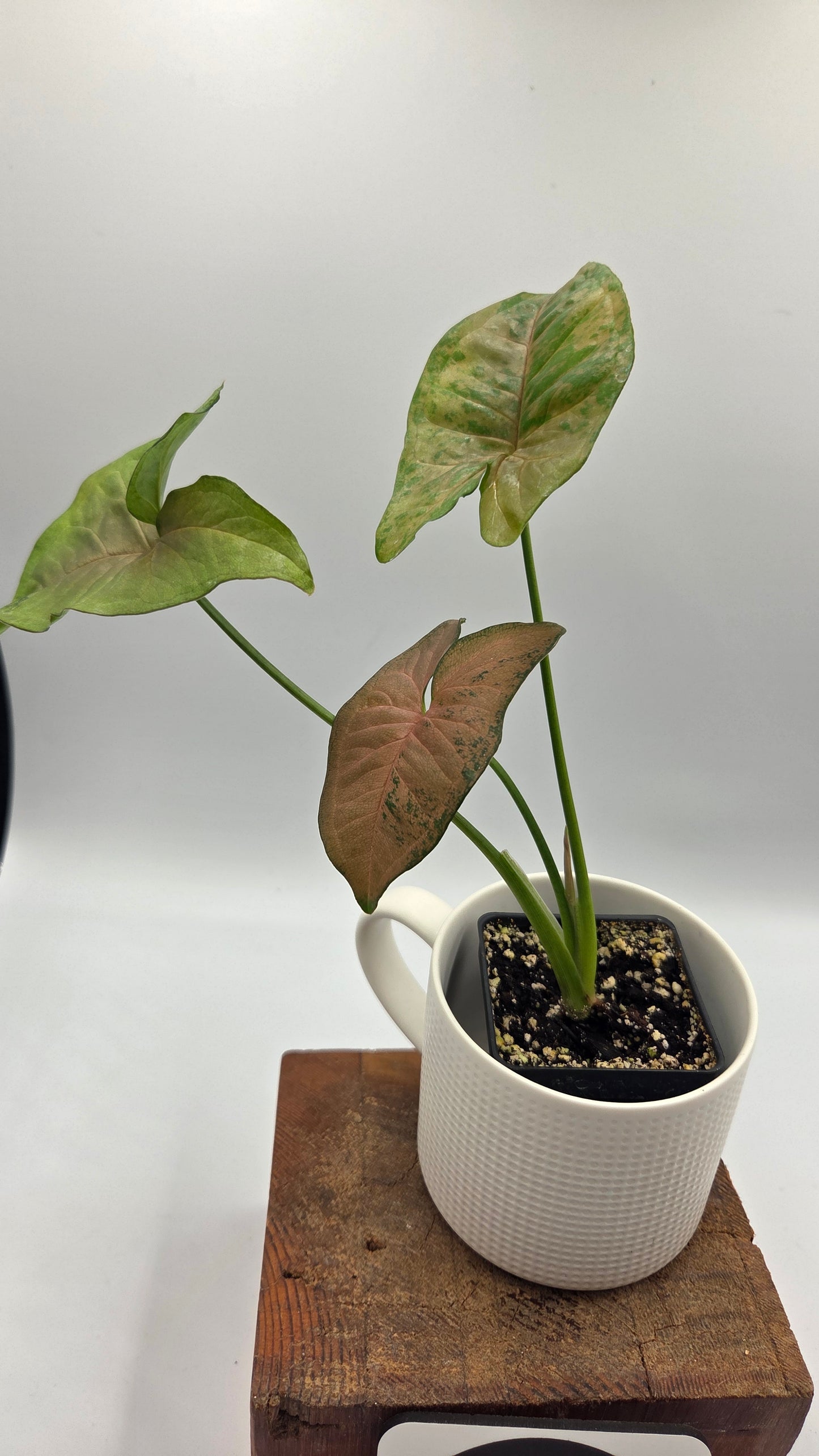Syngonium Pink Flecked (SYN-518)