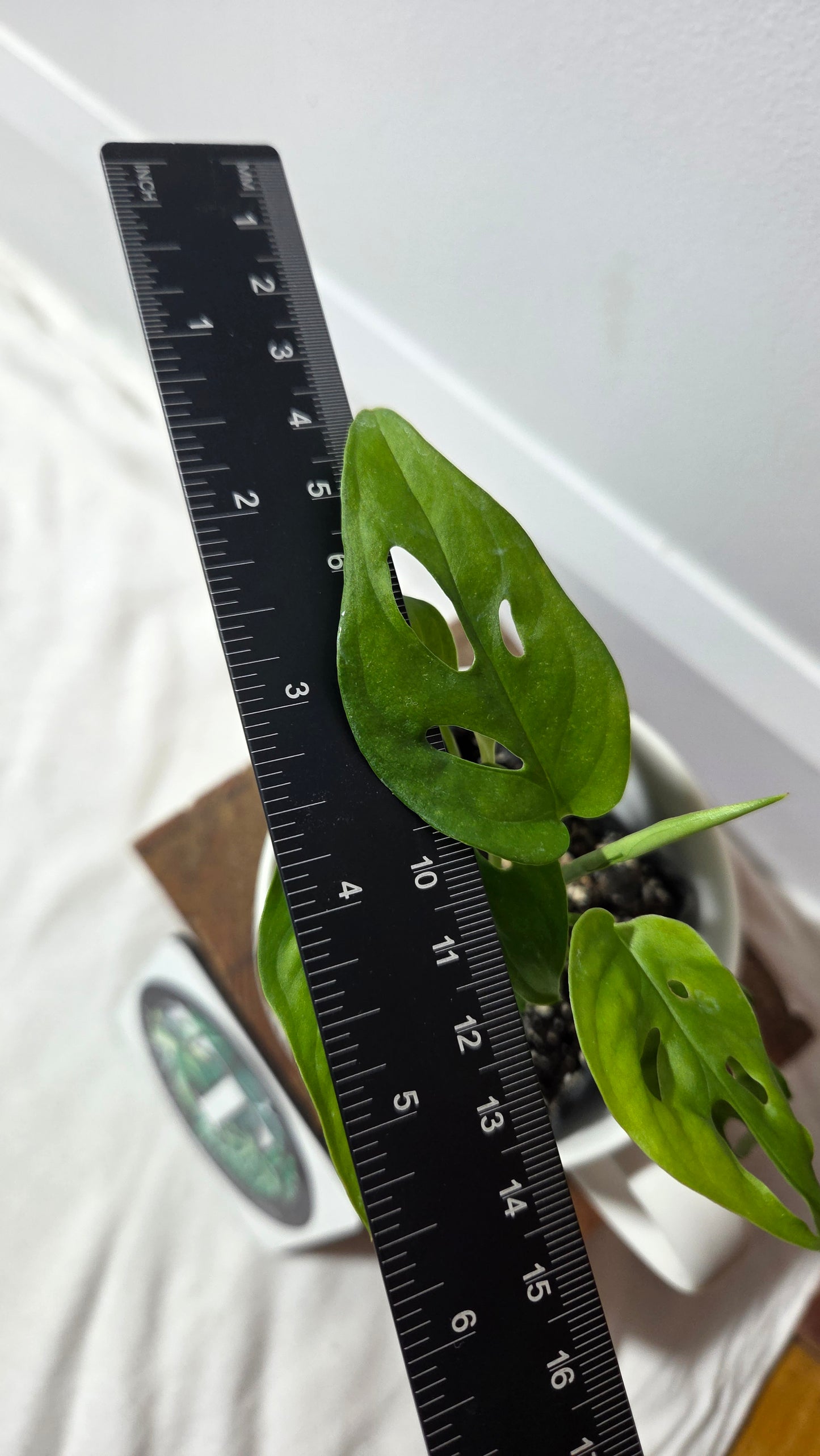 Monstera Obliqua Aff Cenepa (MON-239)