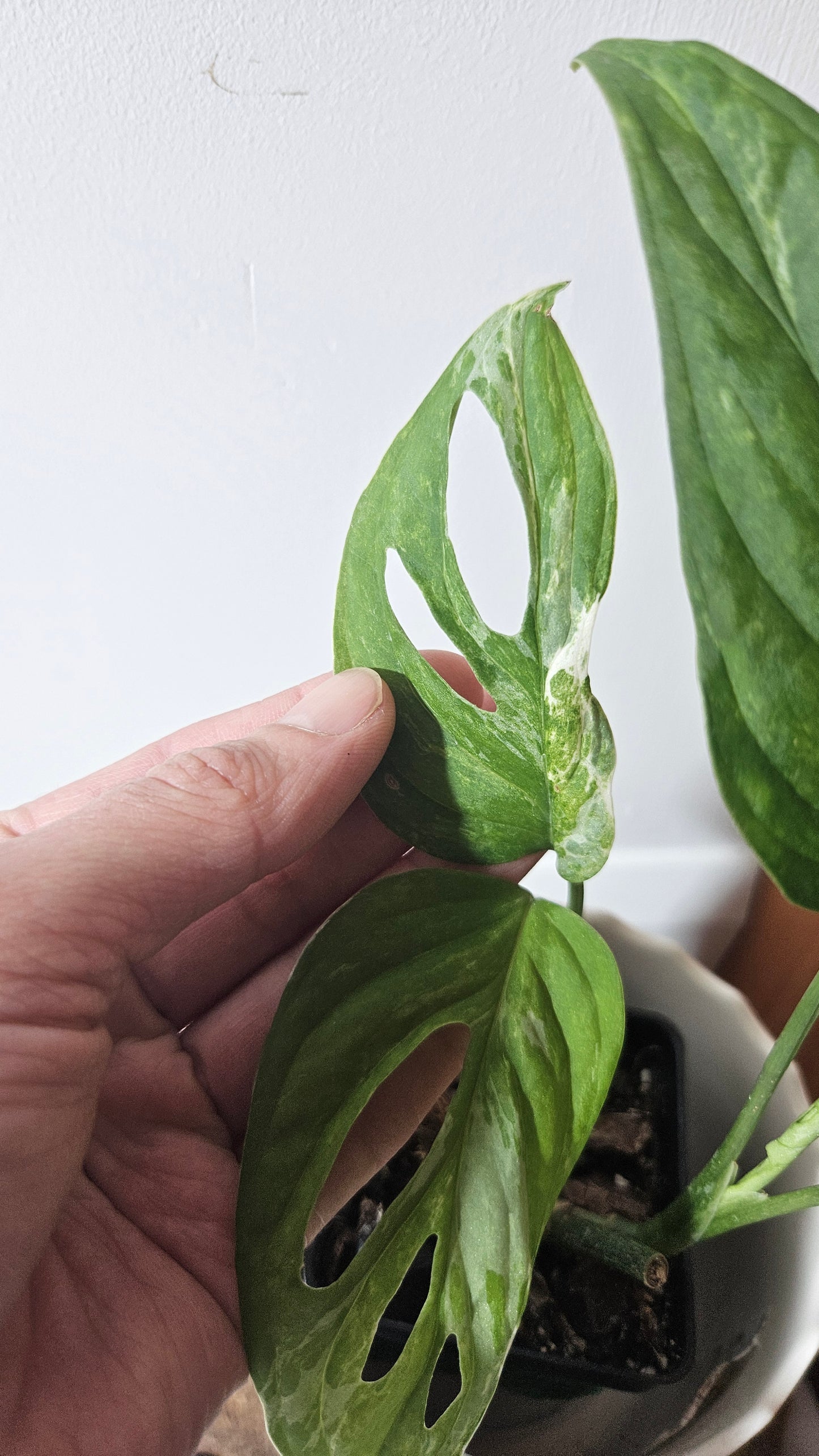 Monstera Andasonii Mint/Indo (MON-379)