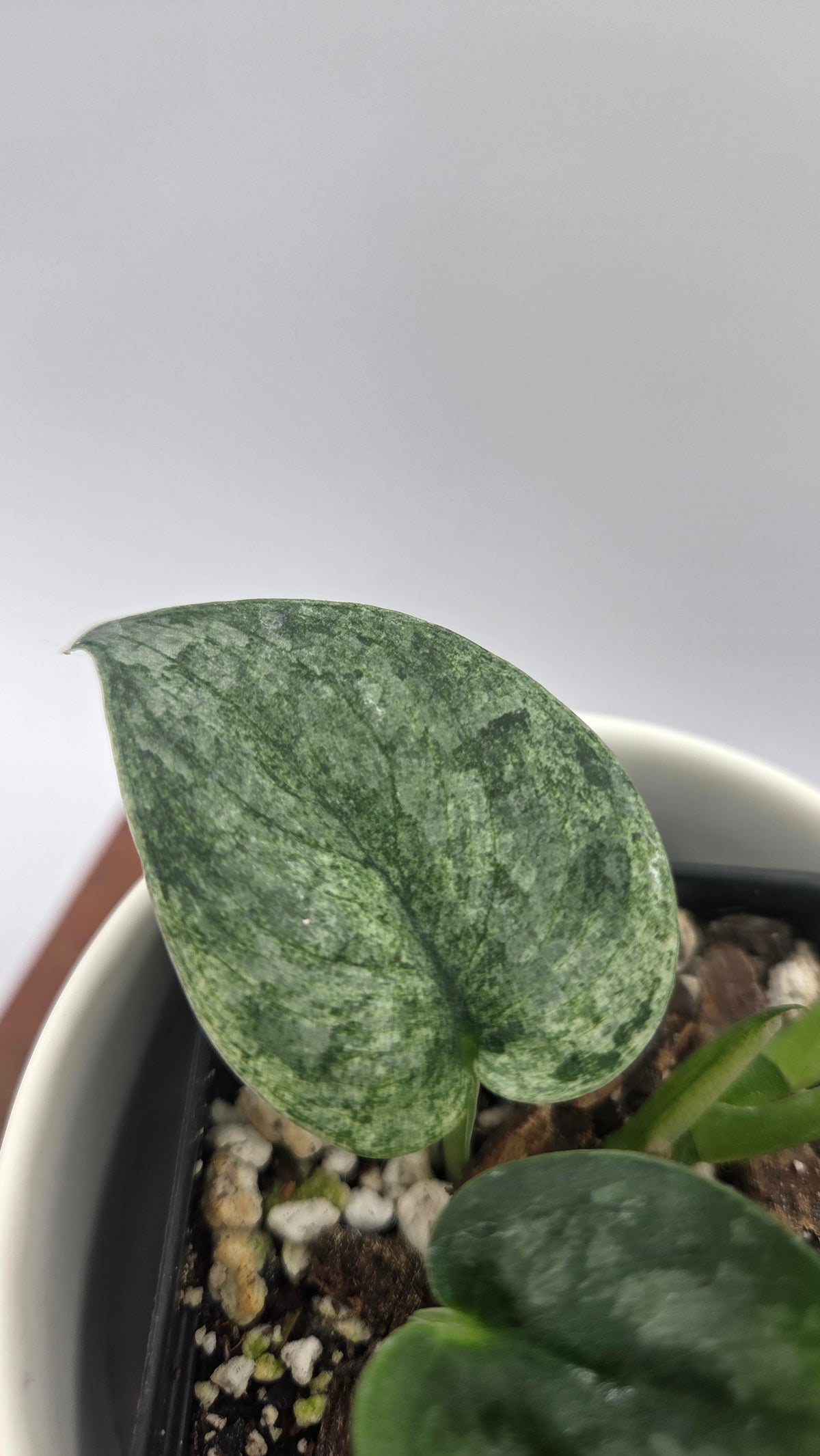 Scindapsus Silver Cloud mutation (SCI-1525)