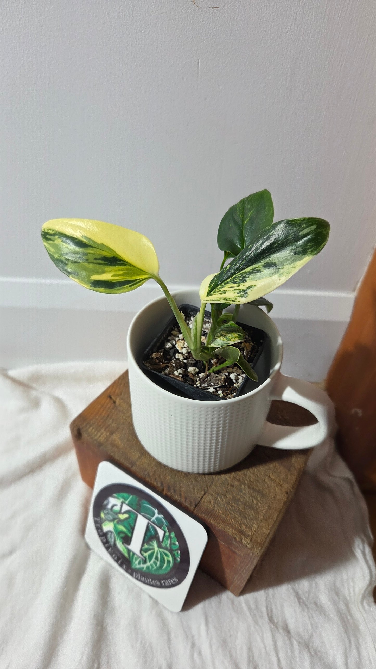 Monstera Standleyana Aurea (MON-485)