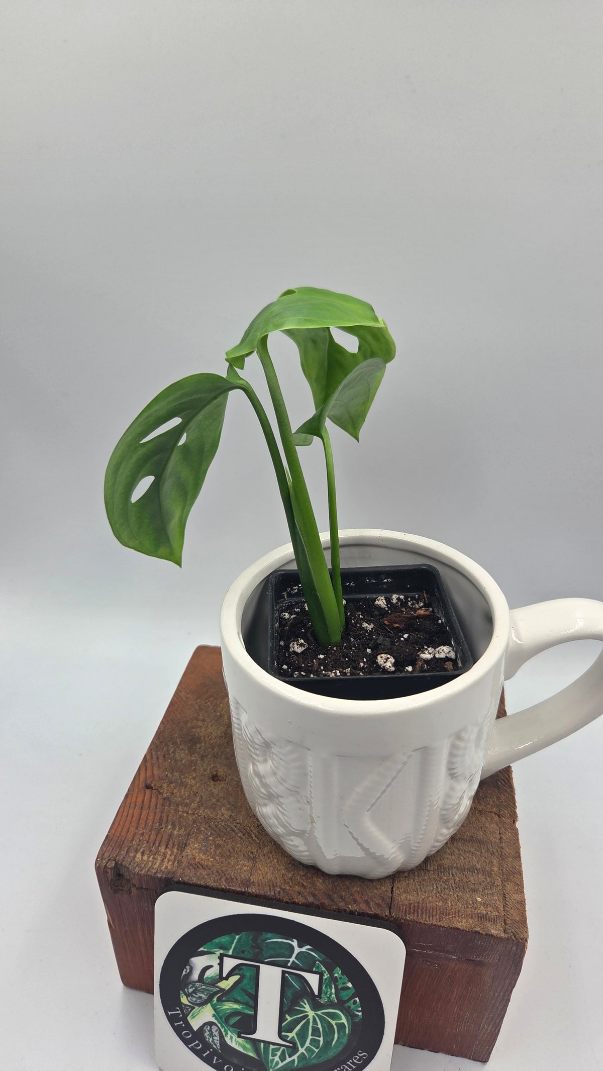 Monstera Esqueletto (MON-575)