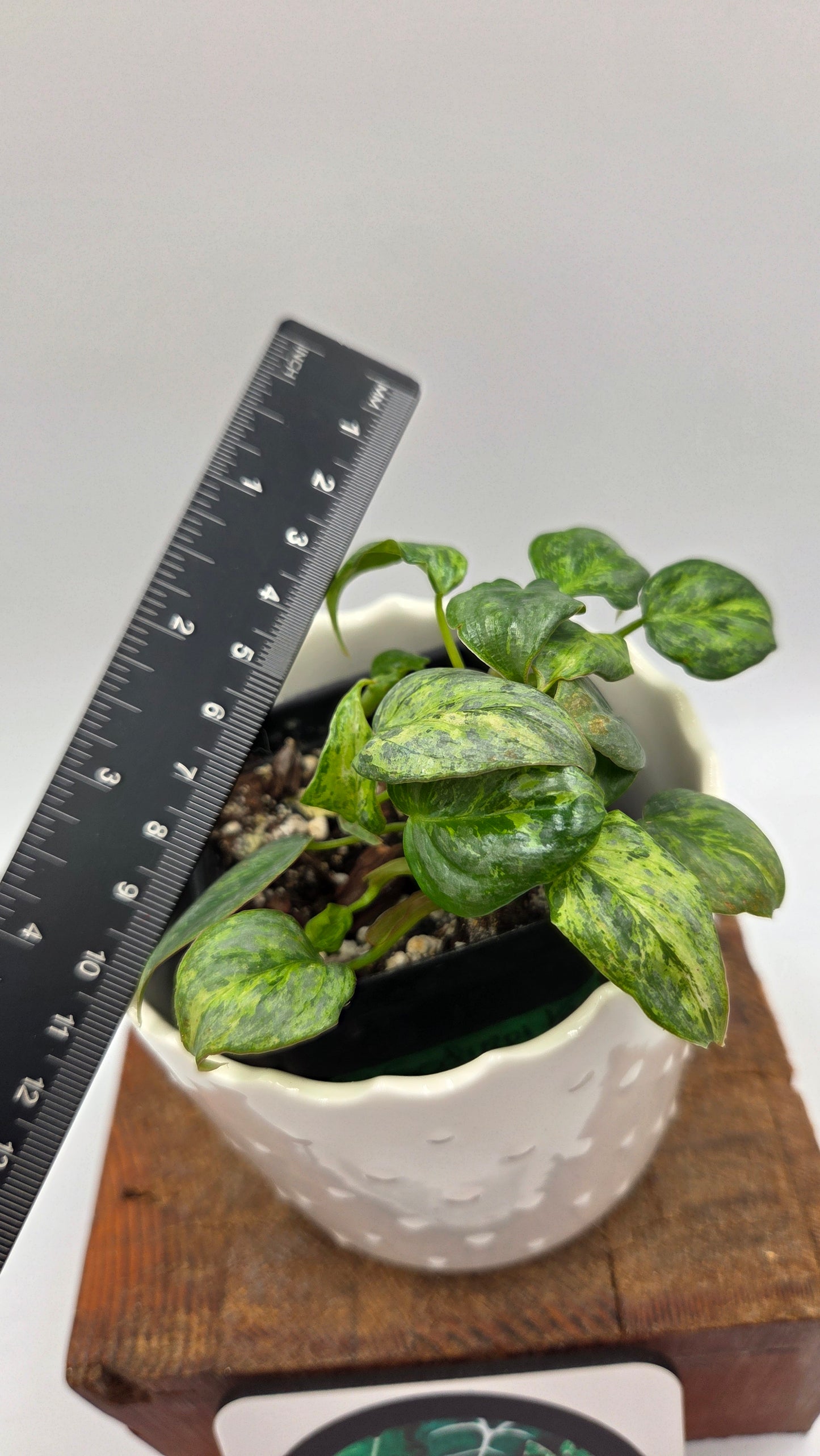 Philodendron Sodiroi Variegata (PHI-1075)