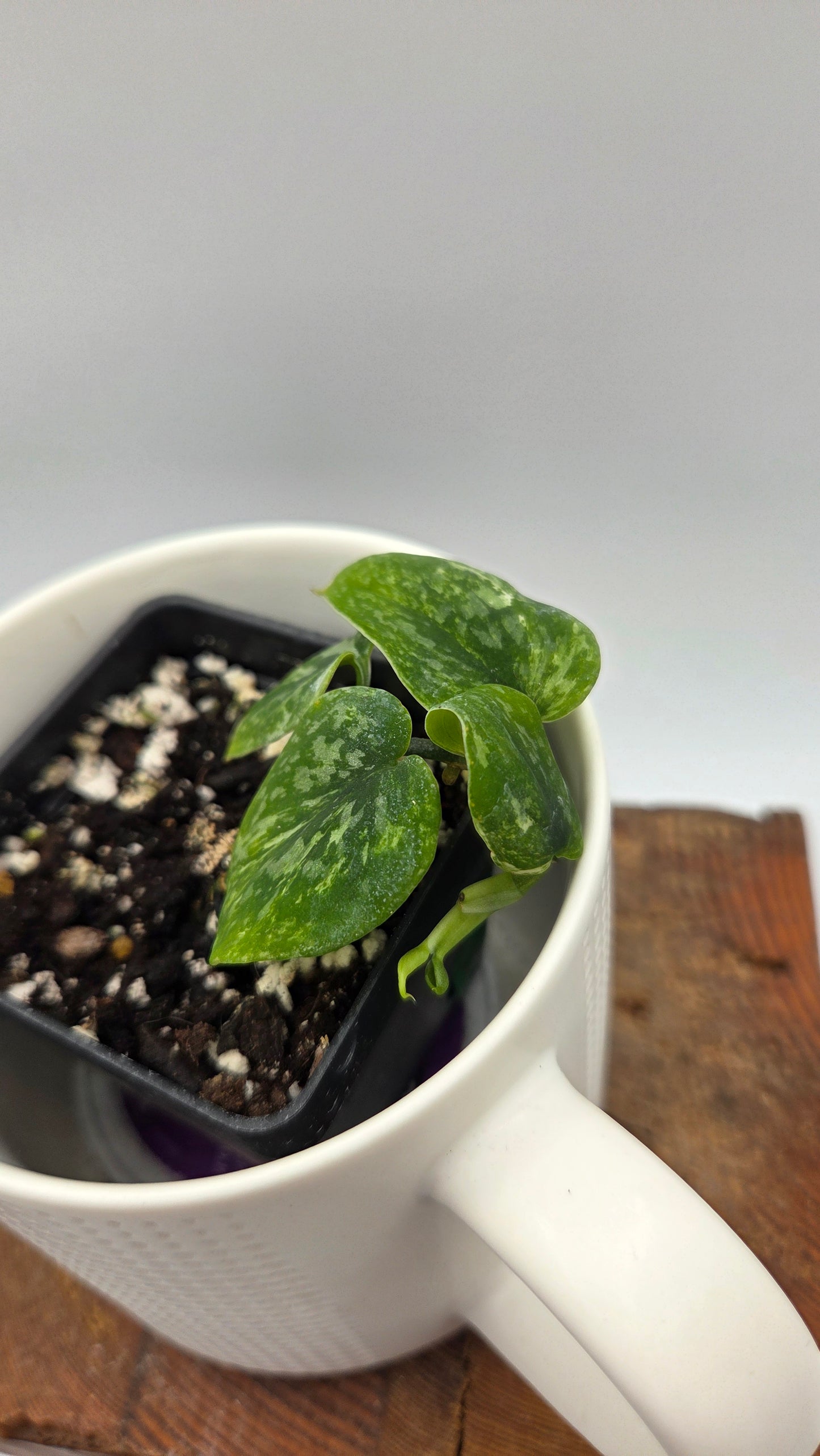 Scindapsus Argyraeus Albo (SCI-925)