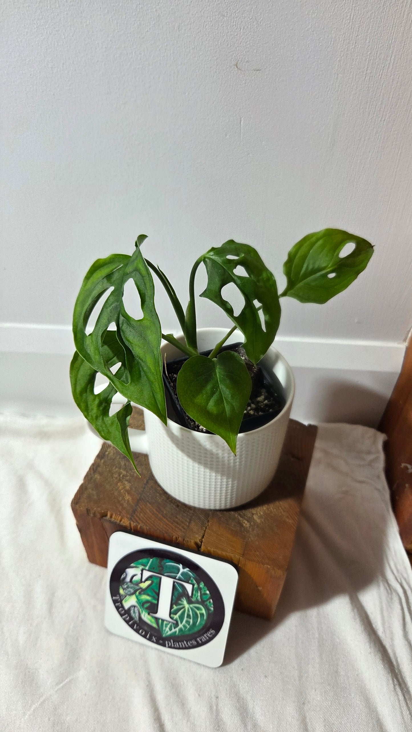 Monstera Obliqua Aff Cuyabeno (MON-504)