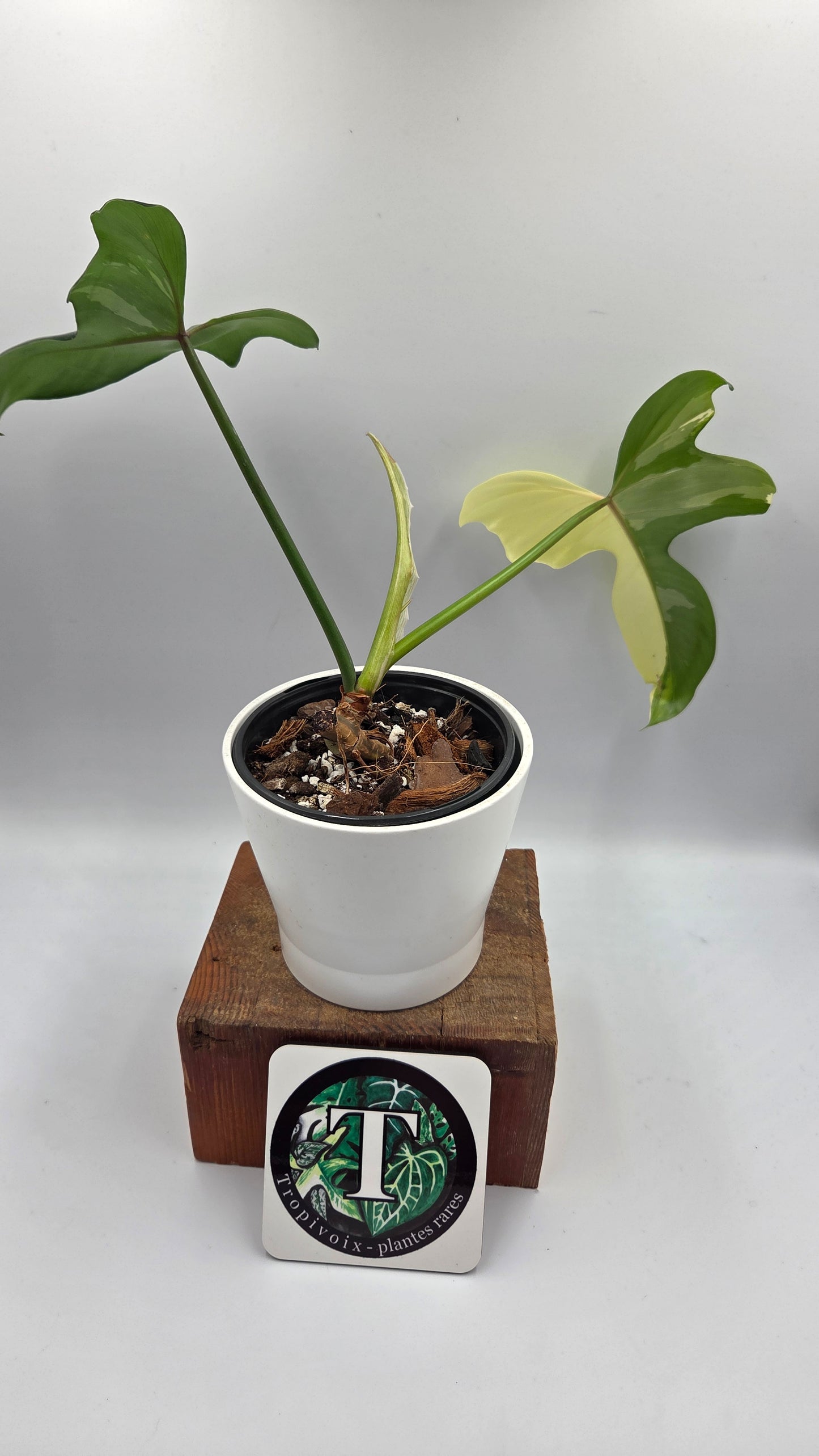Philodendron Golden Dragon Variegata (PHI-1057)