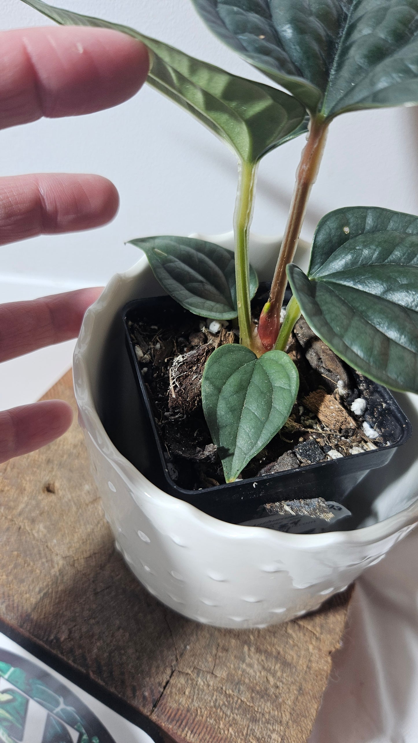 Anthurium Luxurians "format PETIT/MOYEN" (ANT-223)