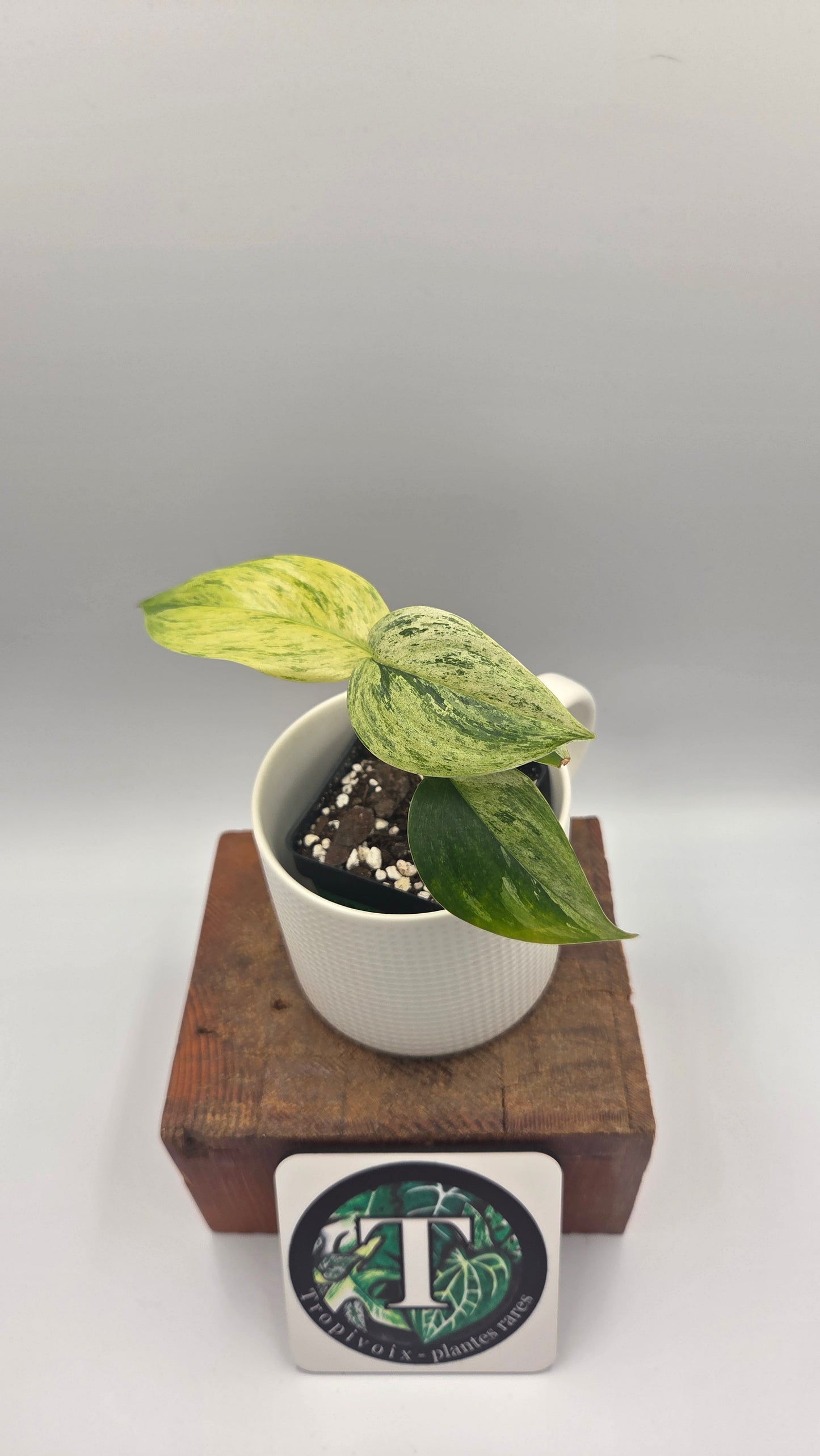 Scindapsus Blue Salaka Tricolore (SCI-1475)
