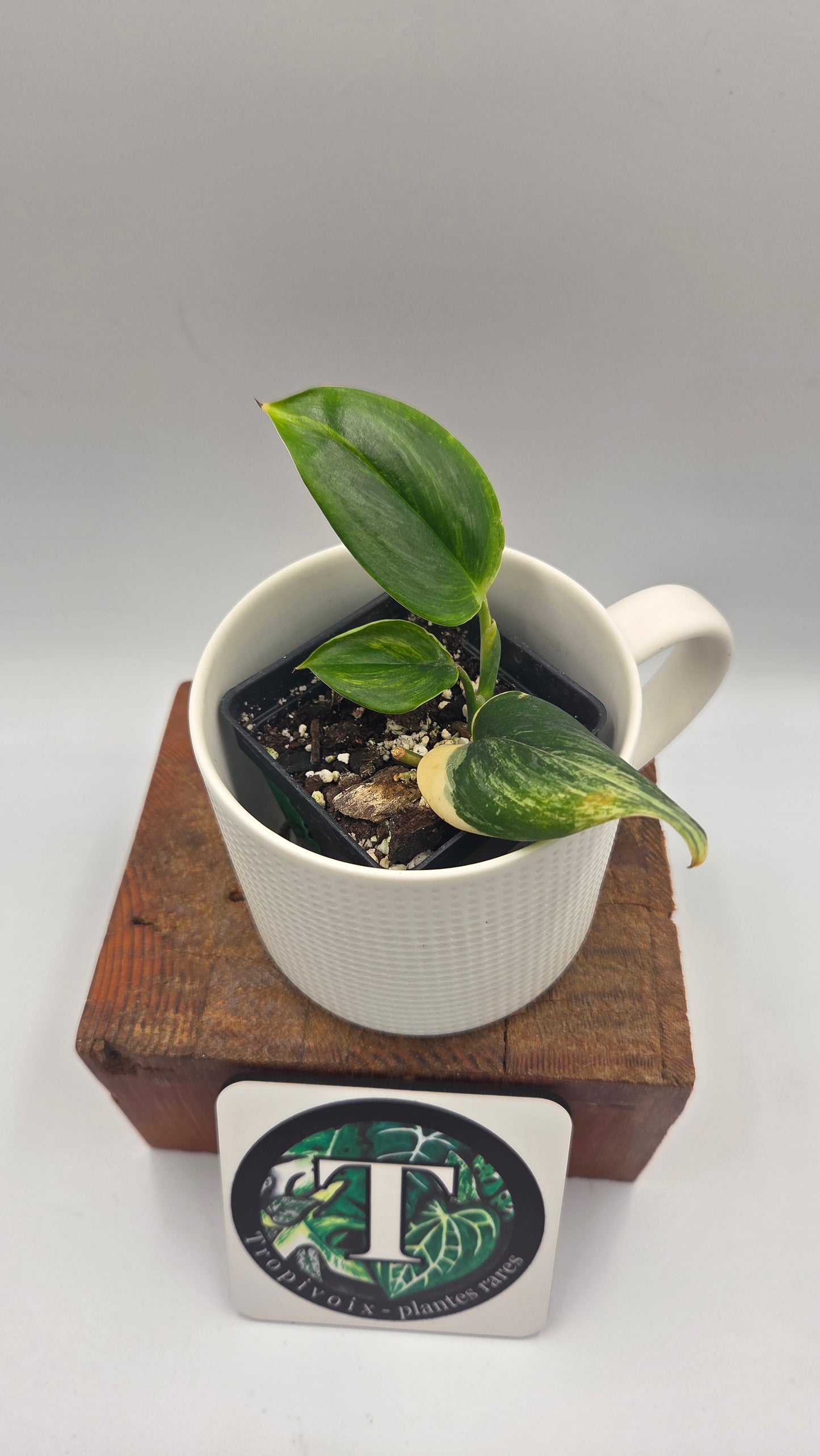 Scindapsus Rubicon (SCI-1472)