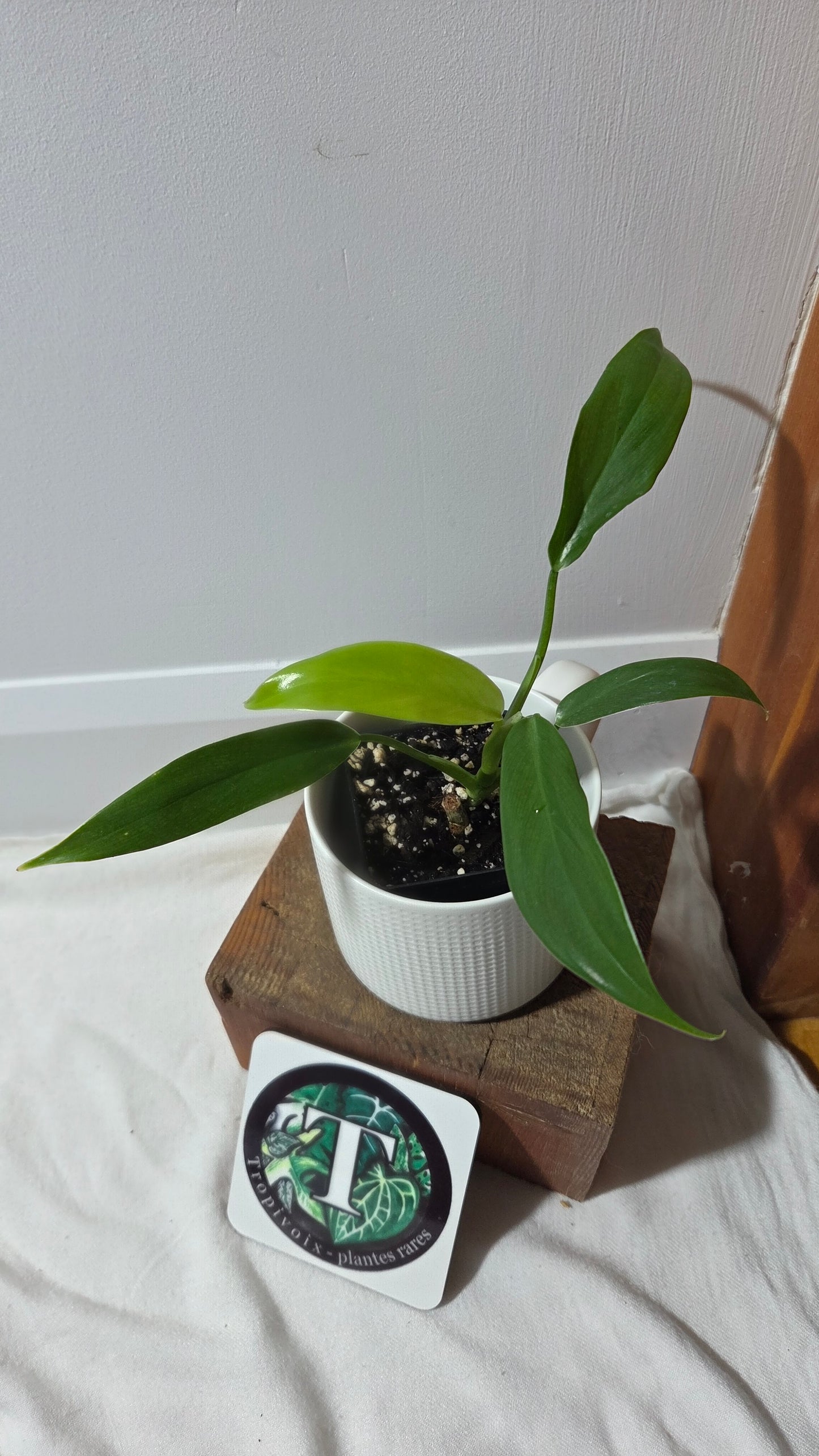 Philodendron Tripartitum (PHI-972)